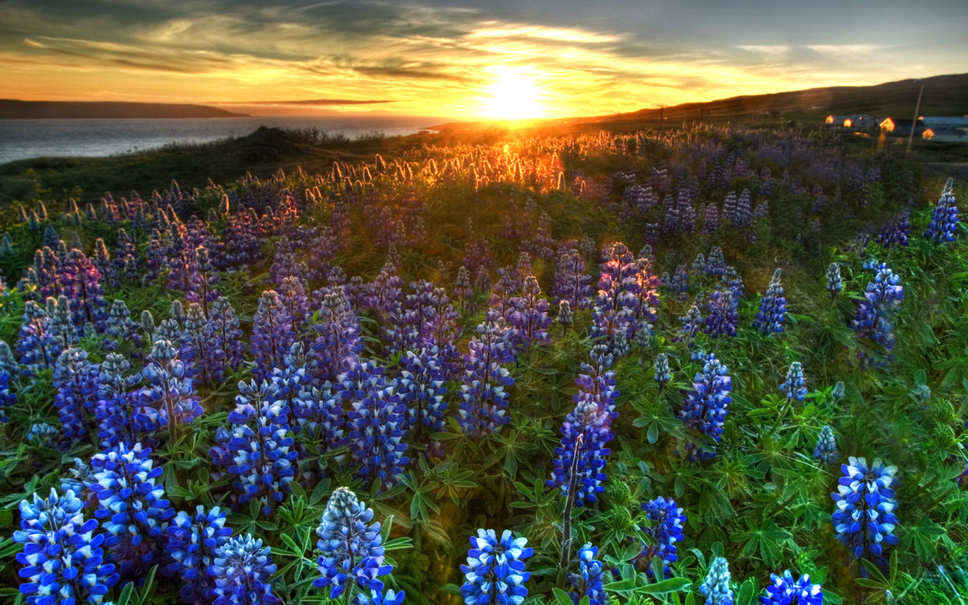 Bluebonnet desktop background, Nature's artwork, Texas wildflowers, Serene beauty, 1920x1200 HD Desktop