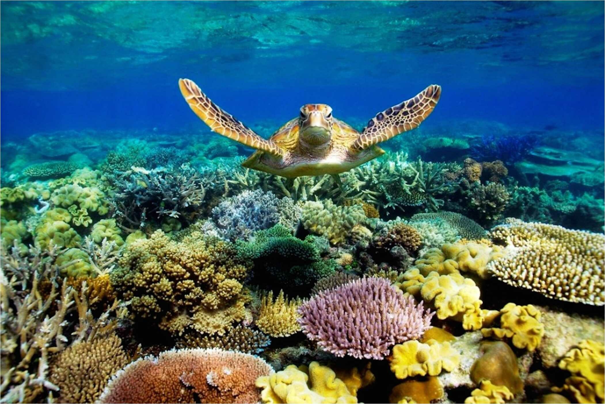Great Barrier Reef: Underwater ecosystem, Breeding colonies of seabirds and marine turtles. 2110x1410 HD Background.