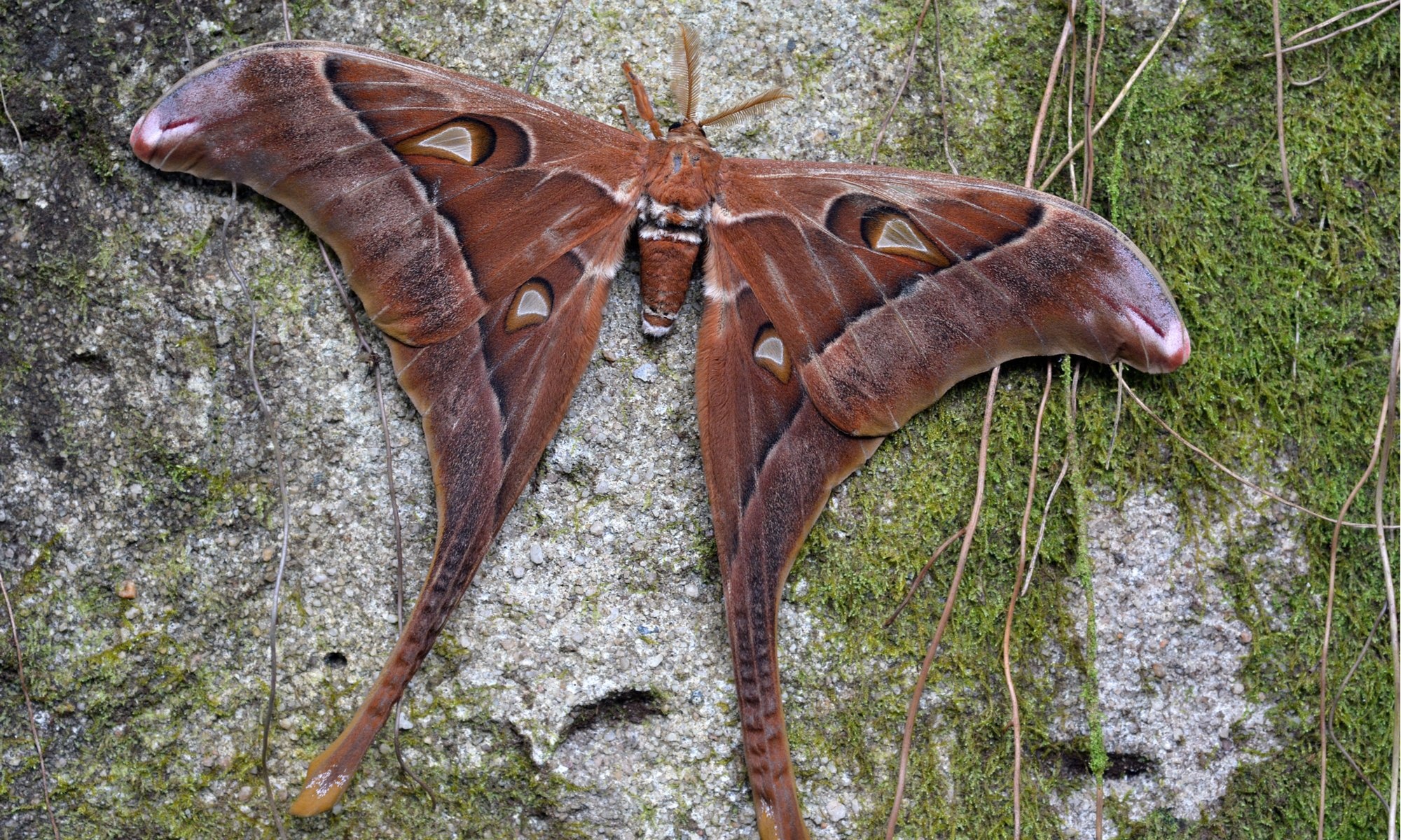 Hercules moth, Pictures, AZ animals, 2000x1200 HD Desktop