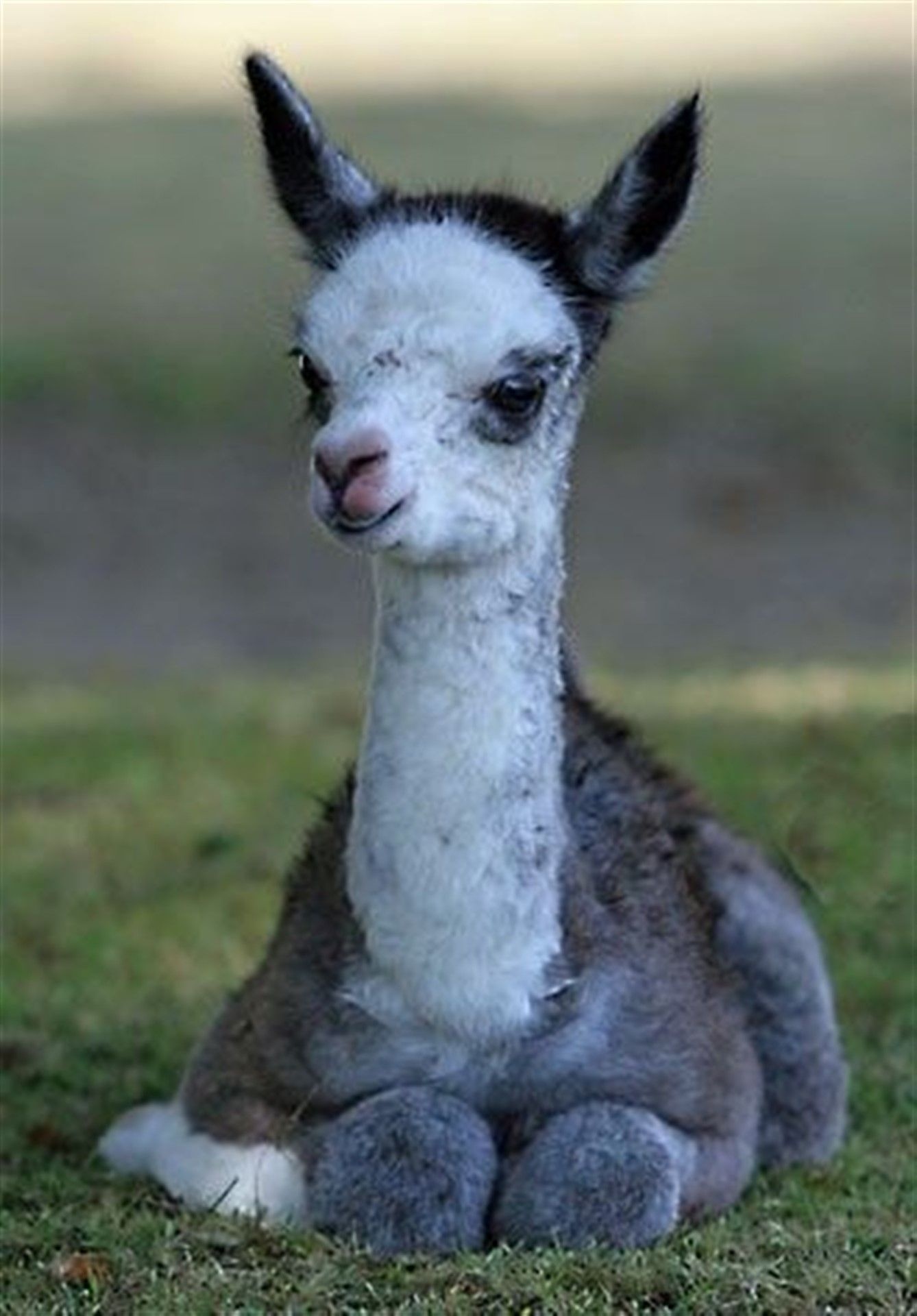Baby llama cuteness, Playful creatures, Innocent charm, Adorable antics, 1340x1920 HD Phone