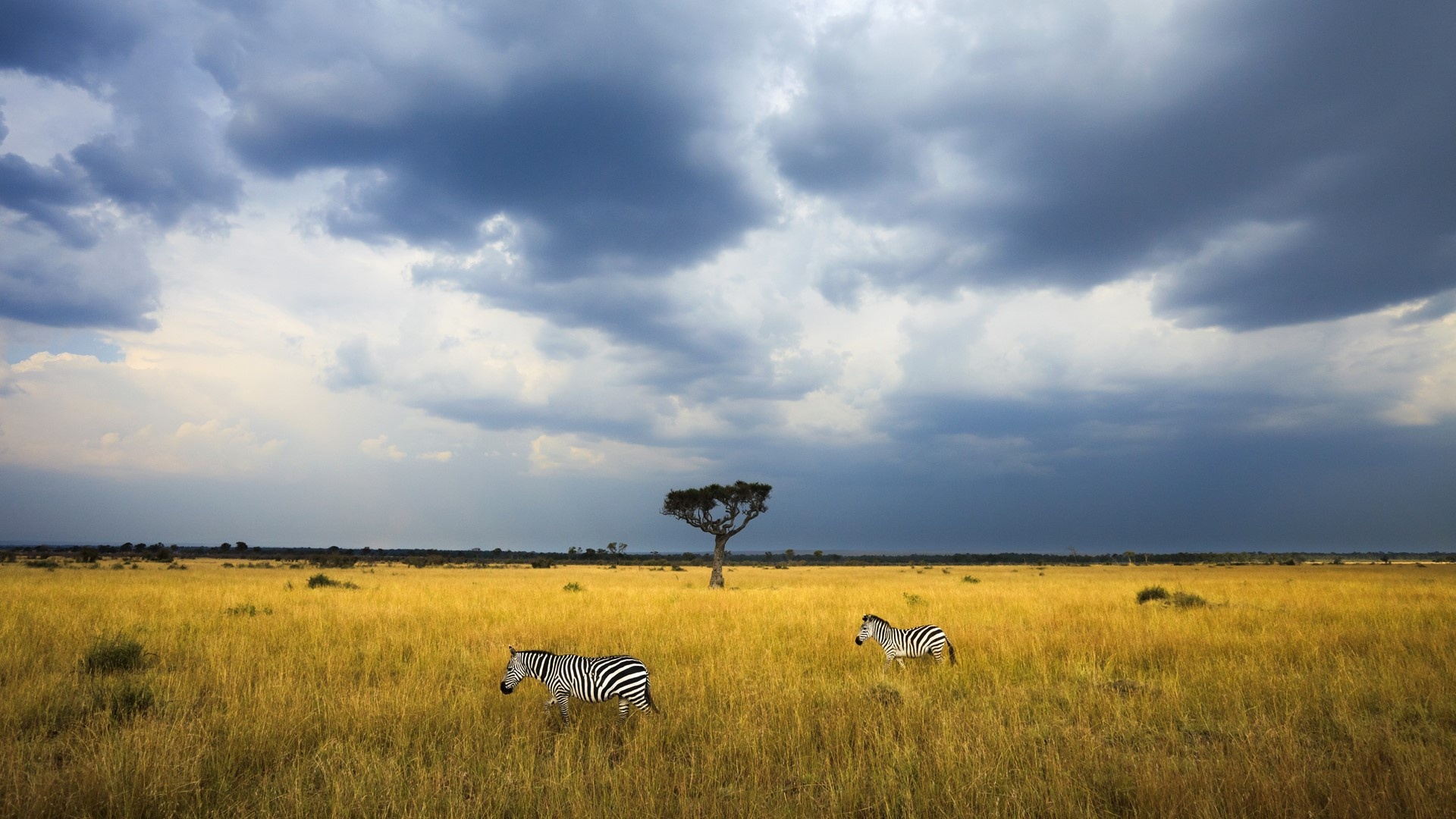 Two zebras, Walk beneath storm clouds, Maasai Mara Reserve, 1920x1080 Full HD Desktop