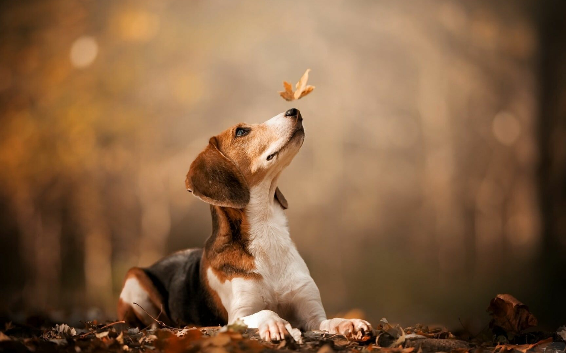 Beagle: These dogs are used to detect food items in luggage being taken into the United States. 1920x1200 HD Wallpaper.