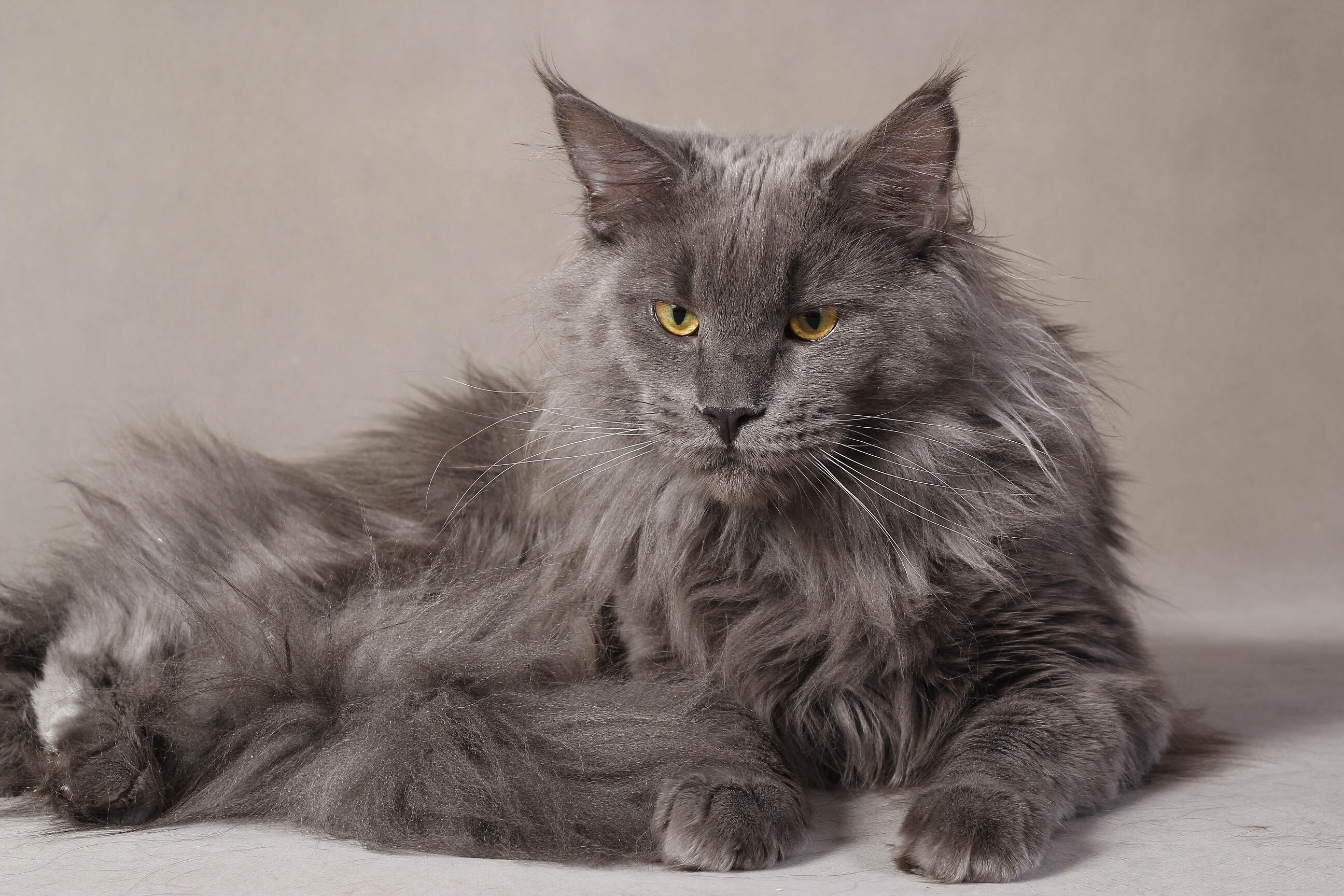 Maine Coon: A large and social cat, Domestic animal. 2600x1730 HD Background.