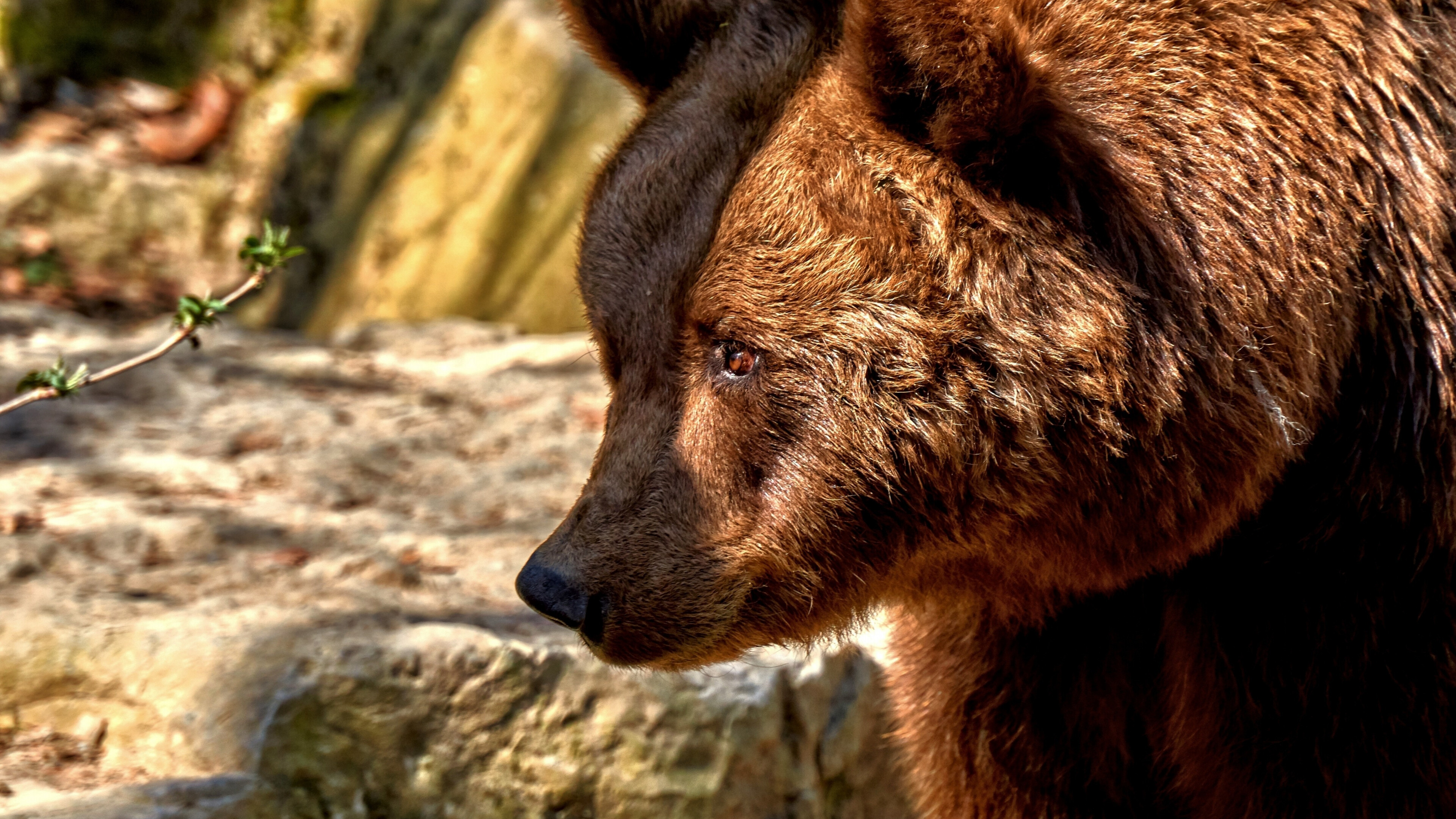 Bear: Ursidae, Predator, Furry animal, Muzzle. 3840x2160 4K Background.