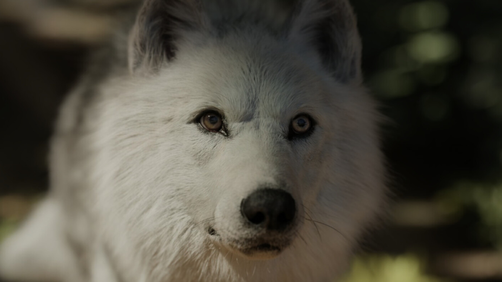 The Call of the Wild, Buck the dog, Klondike Gold Rush, Lost in the wilderness, 1920x1080 Full HD Desktop