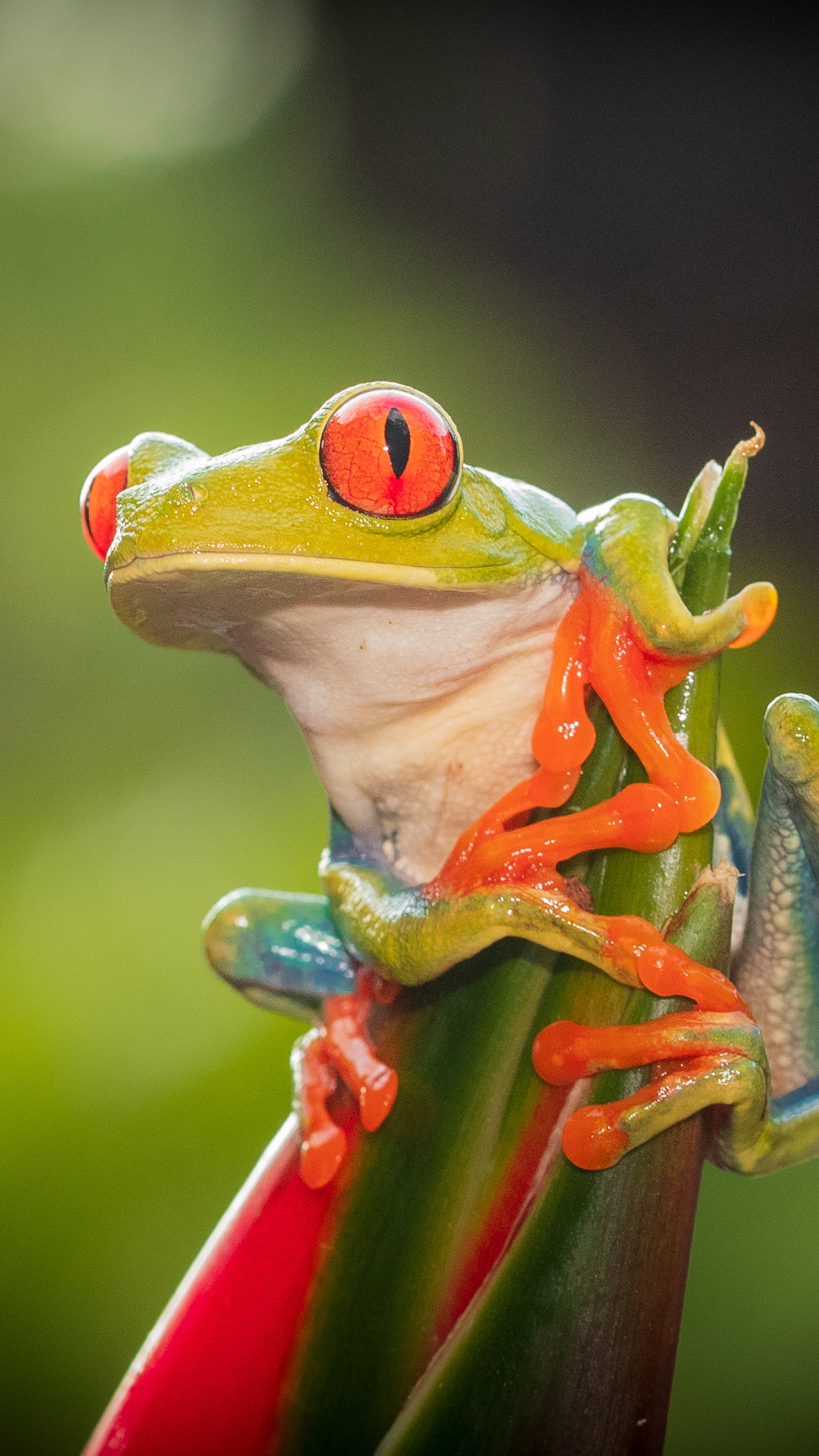 Red eye tree frog, Vibrant colours, Striking pattern, Nature's masterpiece, 2160x3840 4K Phone