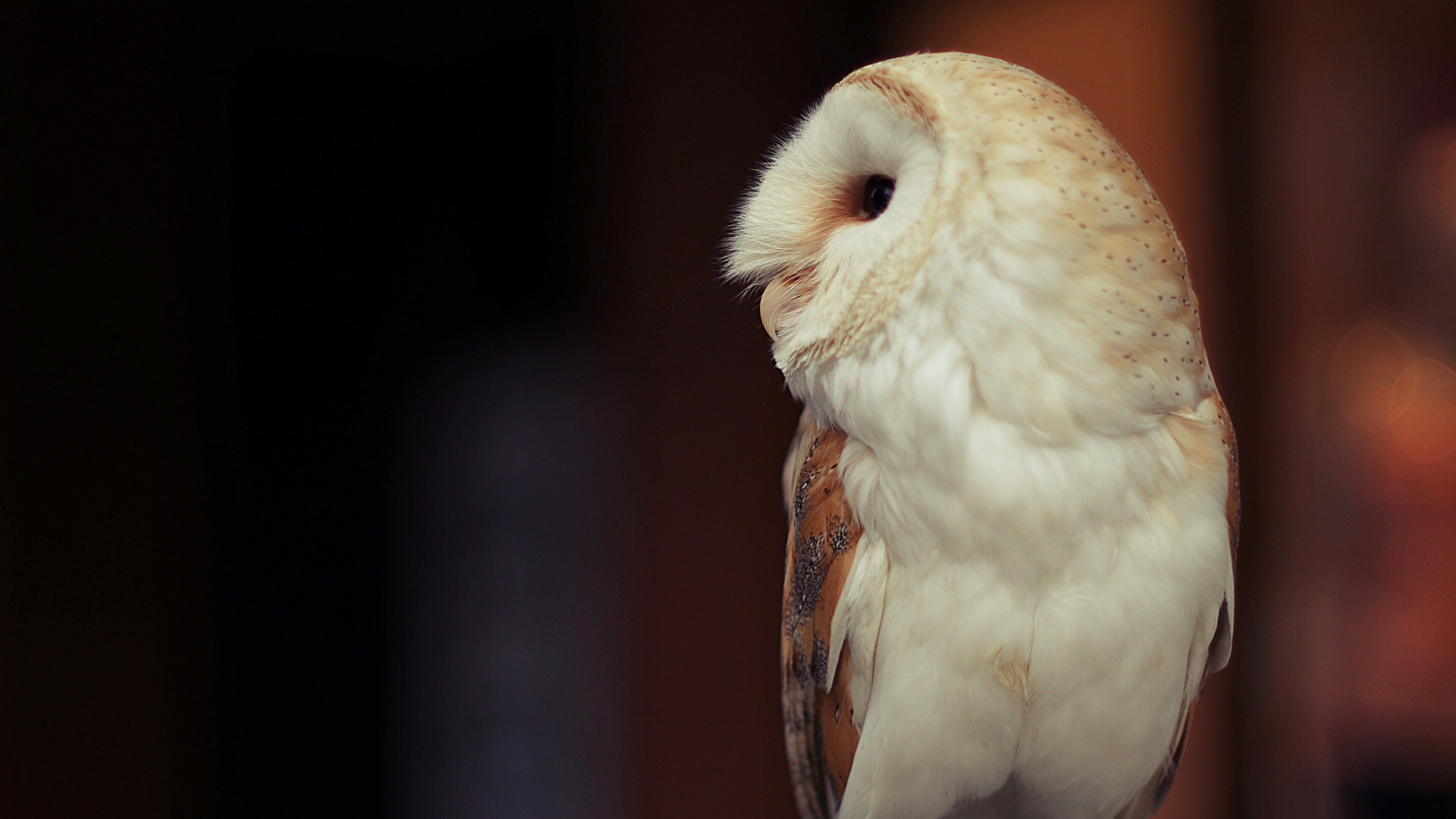 Owl: A bird from the order Strigiformes. 3840x2160 4K Background.