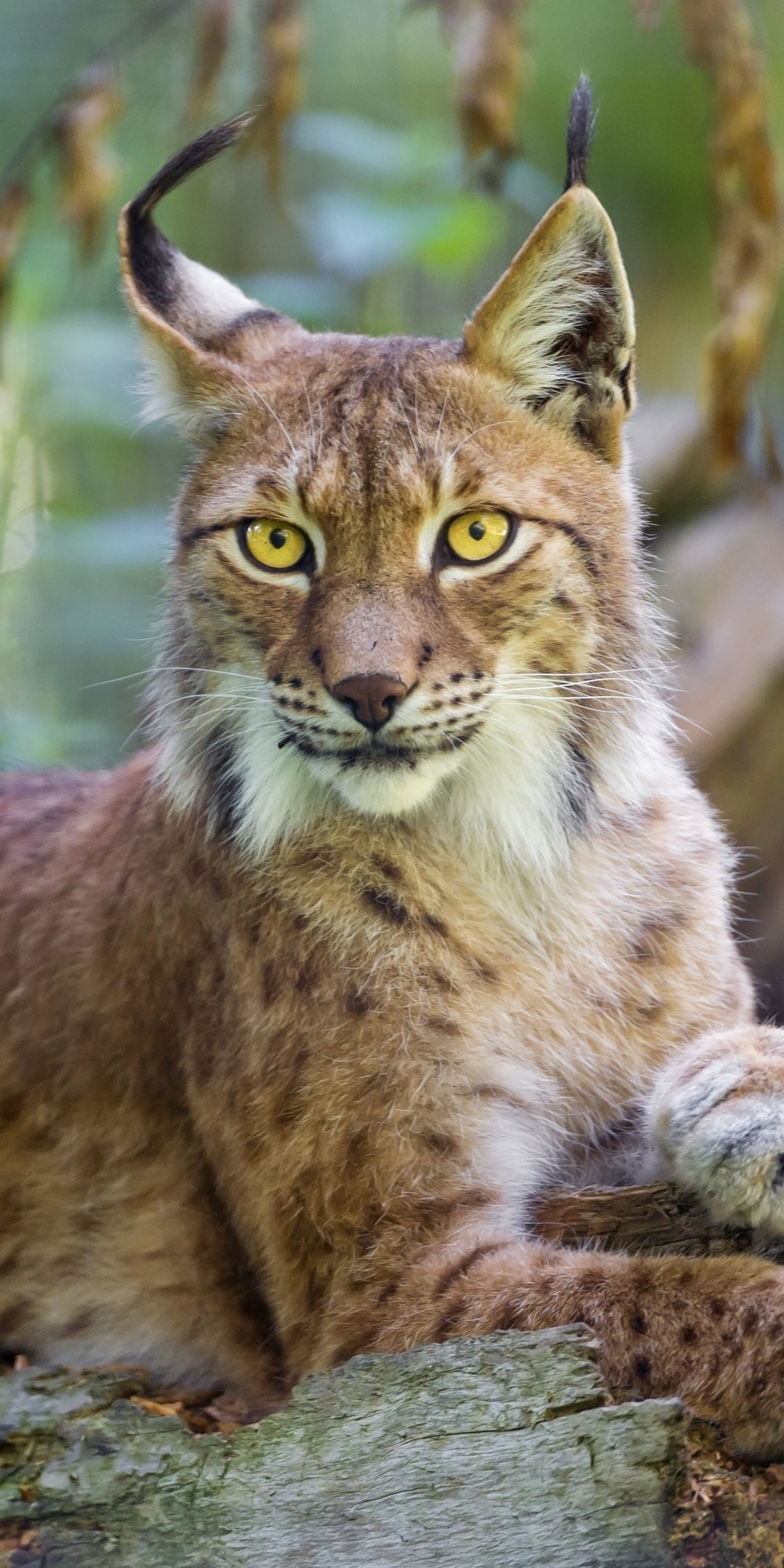 Animal lynx, Natural elegance, Graceful movement, Wildlife charm, 1080x2160 HD Phone