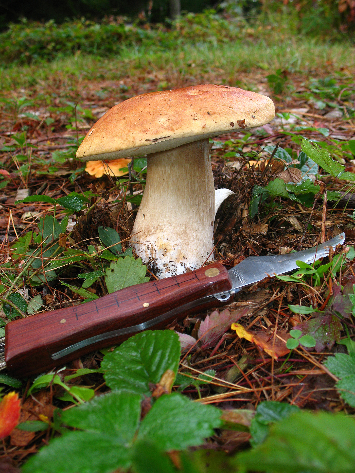 All that the rain promises, Berkshire Food Co-op, Mushroom identification, Edible wonders, 1440x1920 HD Handy