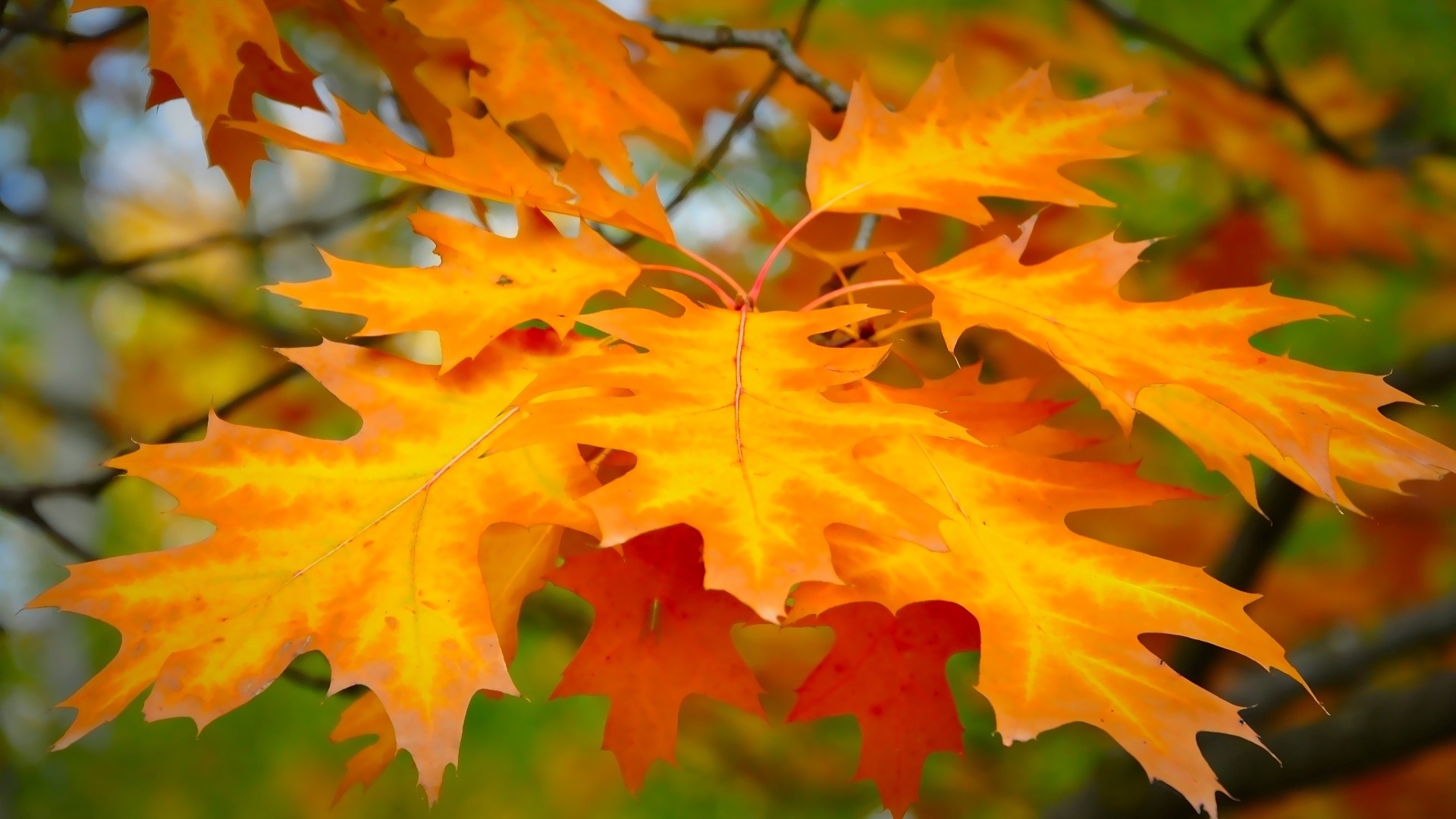 Maple leaf, Autumn hues, HD wallpaper, Free download, 1920x1080 Full HD Desktop