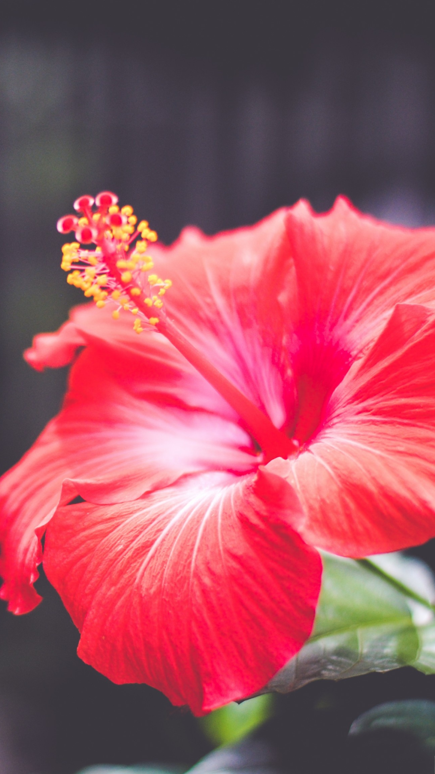 Flower wallpapers, Hibiscus red, Nature's beauty, 5k background, 1440x2560 HD Phone