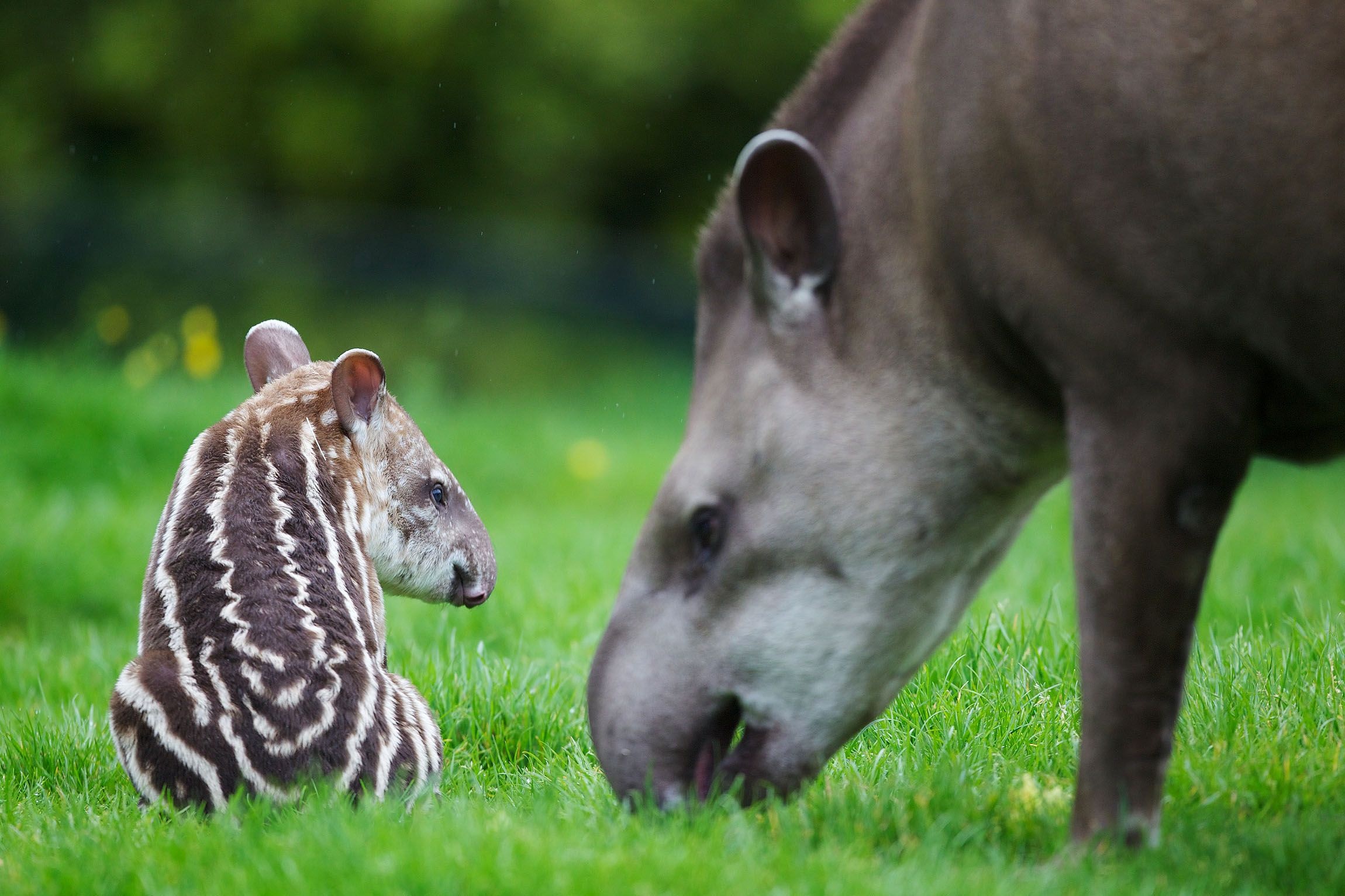 Tapir, Brazilian Tapir, Dublin Zoo, Zoo visit ideas, 2300x1540 HD Desktop
