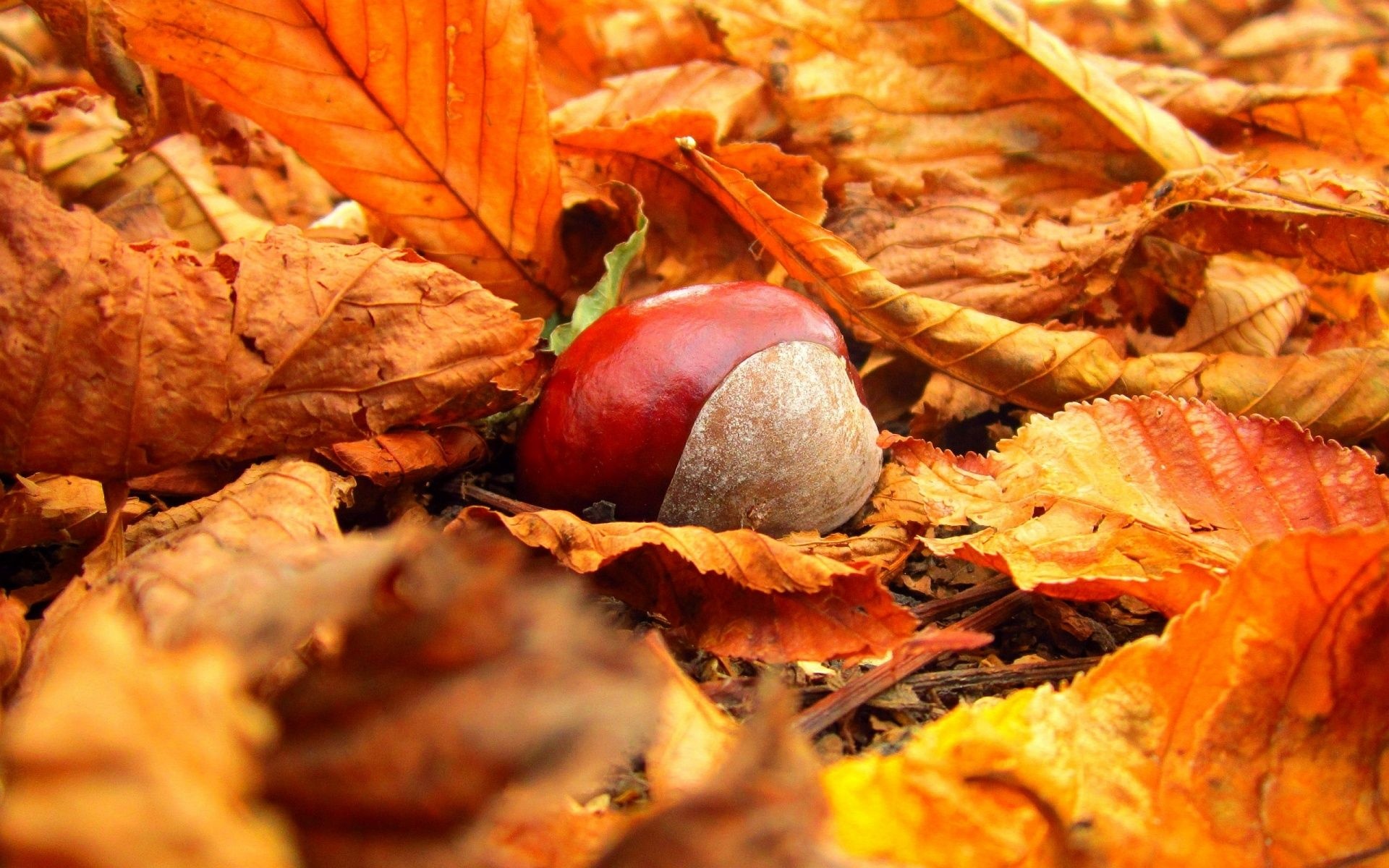 Autumn chestnuts, HD nature wallpapers, Vibrant colors, Breathtaking scenery, 1920x1200 HD Desktop
