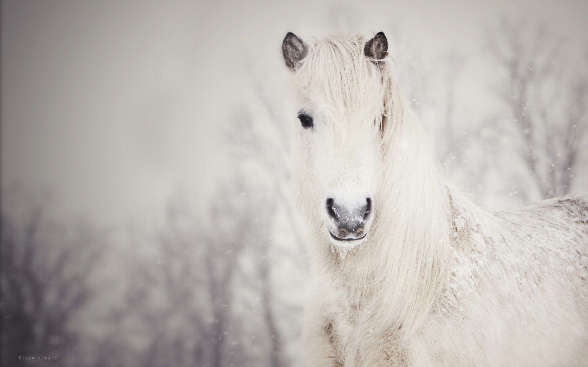 Winter's elegance, Snow-laden horses, Nature's embrace, Serene beauty, 1920x1200 HD Desktop