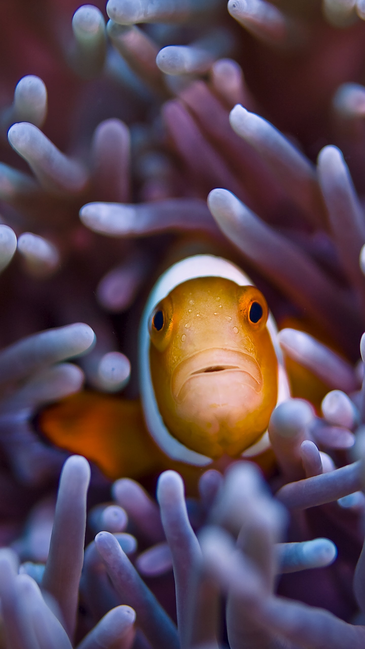 Clown Fish: Pacific Ocean, Underwater life, Diving, Sea creature. 1440x2560 HD Background.