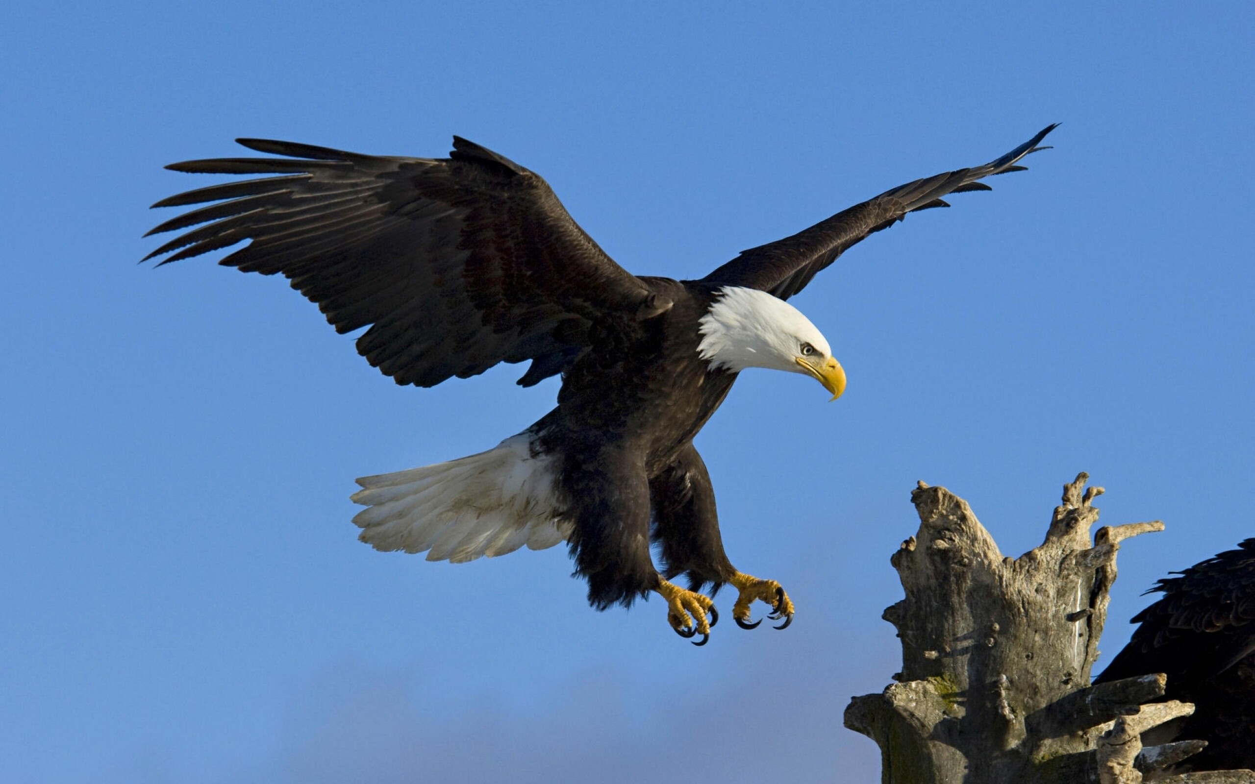 Eagle: A large, heavy-beaked, big-footed bird of prey belonging to the family Accipitridae. 2560x1600 HD Wallpaper.