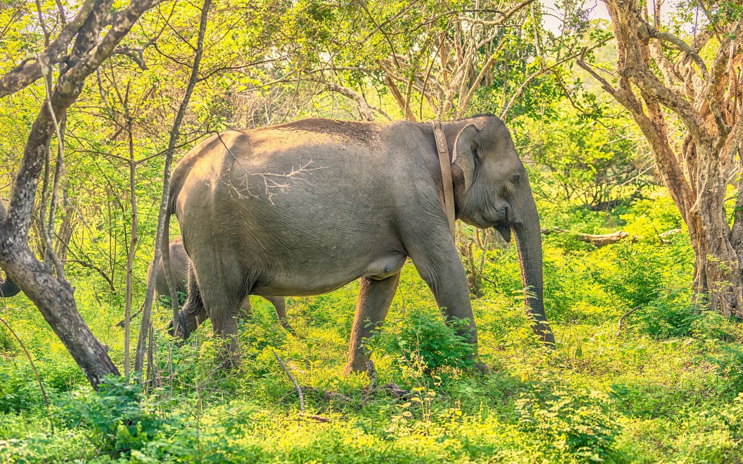 Elephant jungle Sri Lanka, Forest's beauty, High-quality pictures, Desktop wallpapers, 2560x1600 HD Desktop