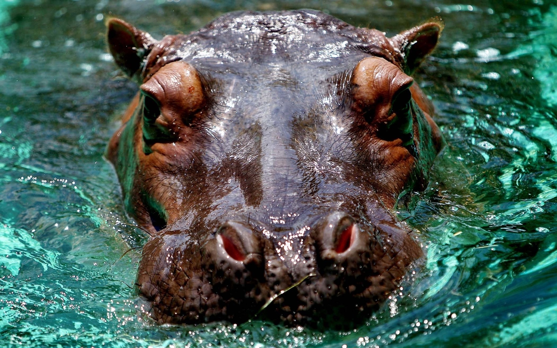 Water, Snout, Animal, Closeup, 1920x1200 HD Desktop