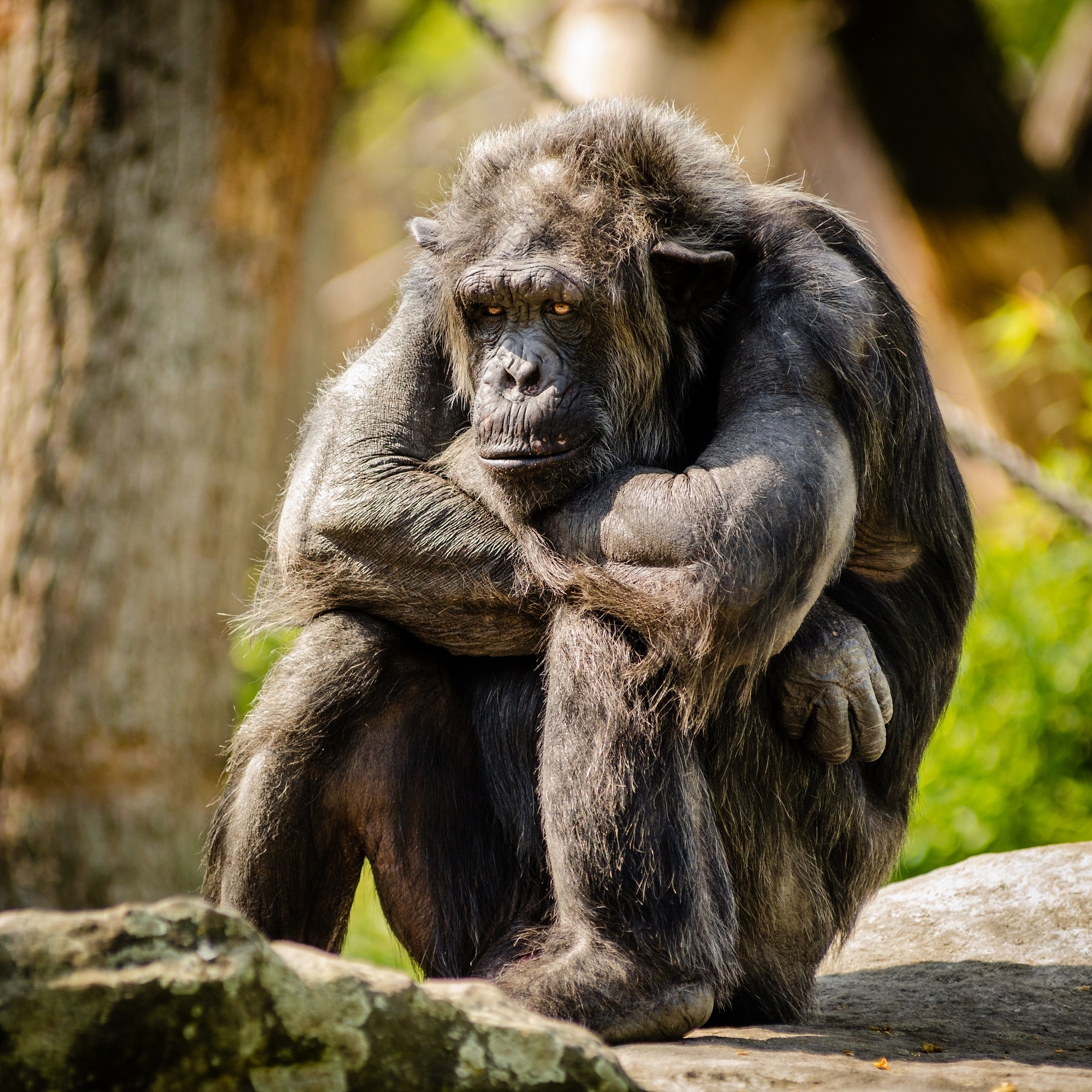 Chimpanzee sitting on stone, Closeup photography, Free stock photo, 2000x2000 HD Phone