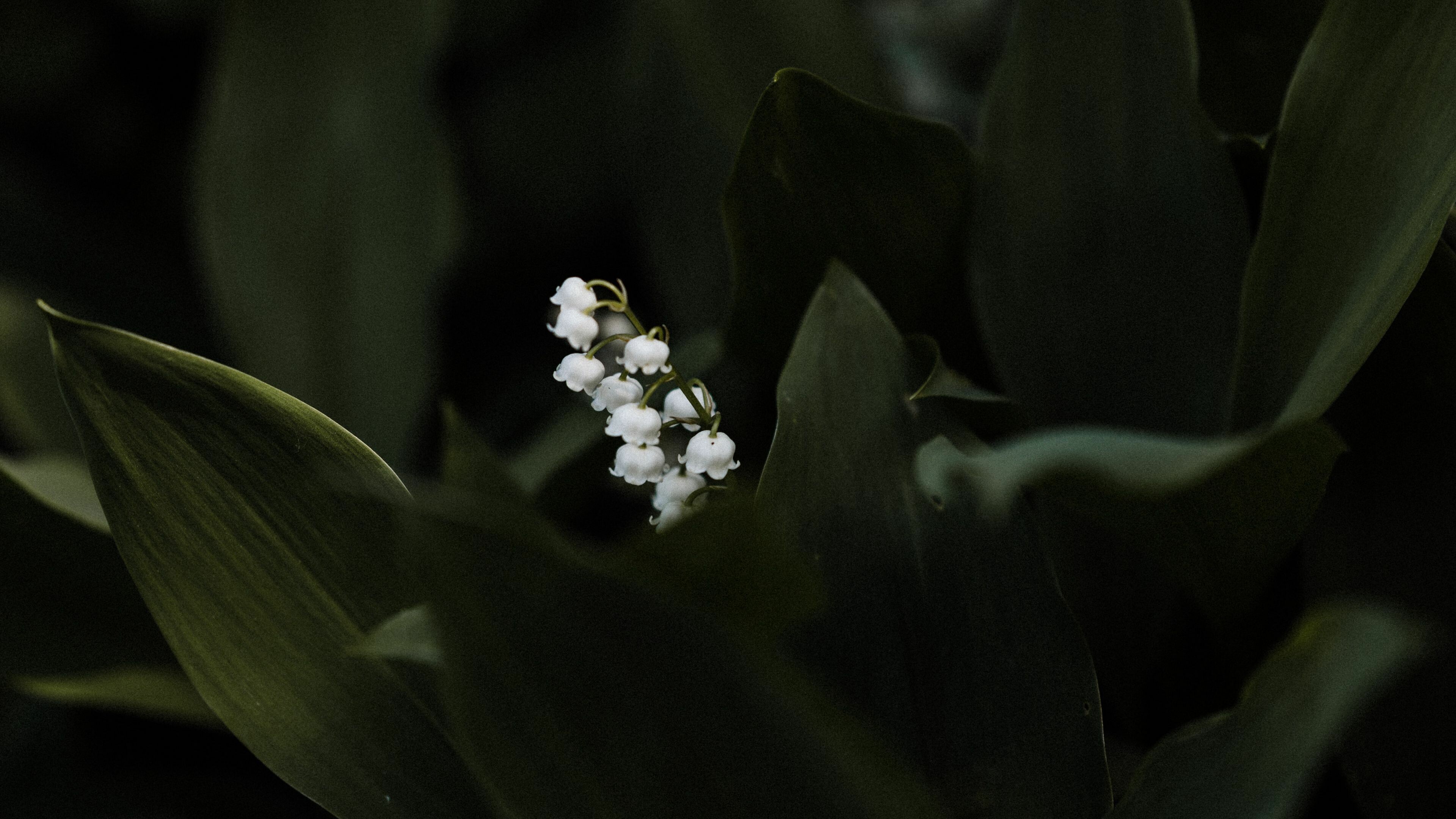 Lily of the Valley: A low-growing, spreading plant that comes up year after year in late spring. 3840x2160 4K Wallpaper.