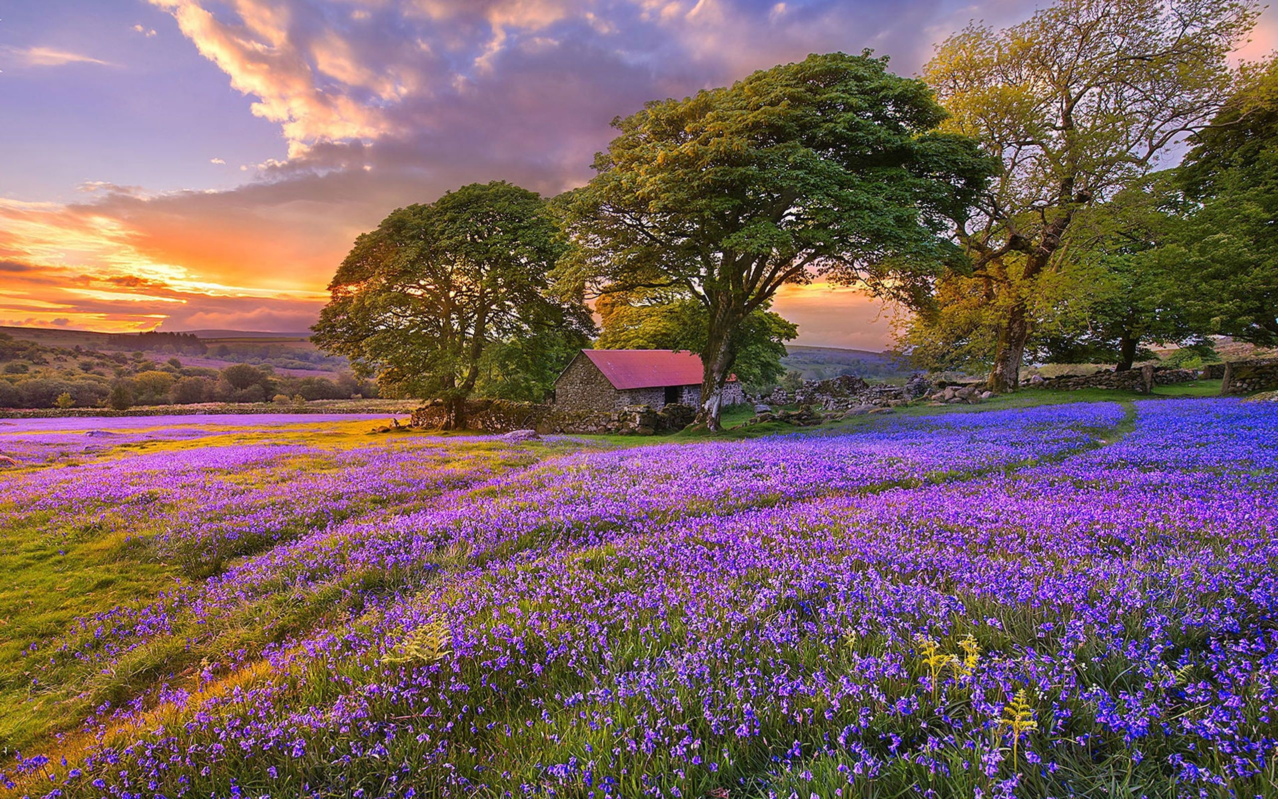 Flower Field: Grassland, Sunset, Natural landscape, Summer trees. 2560x1600 HD Wallpaper.