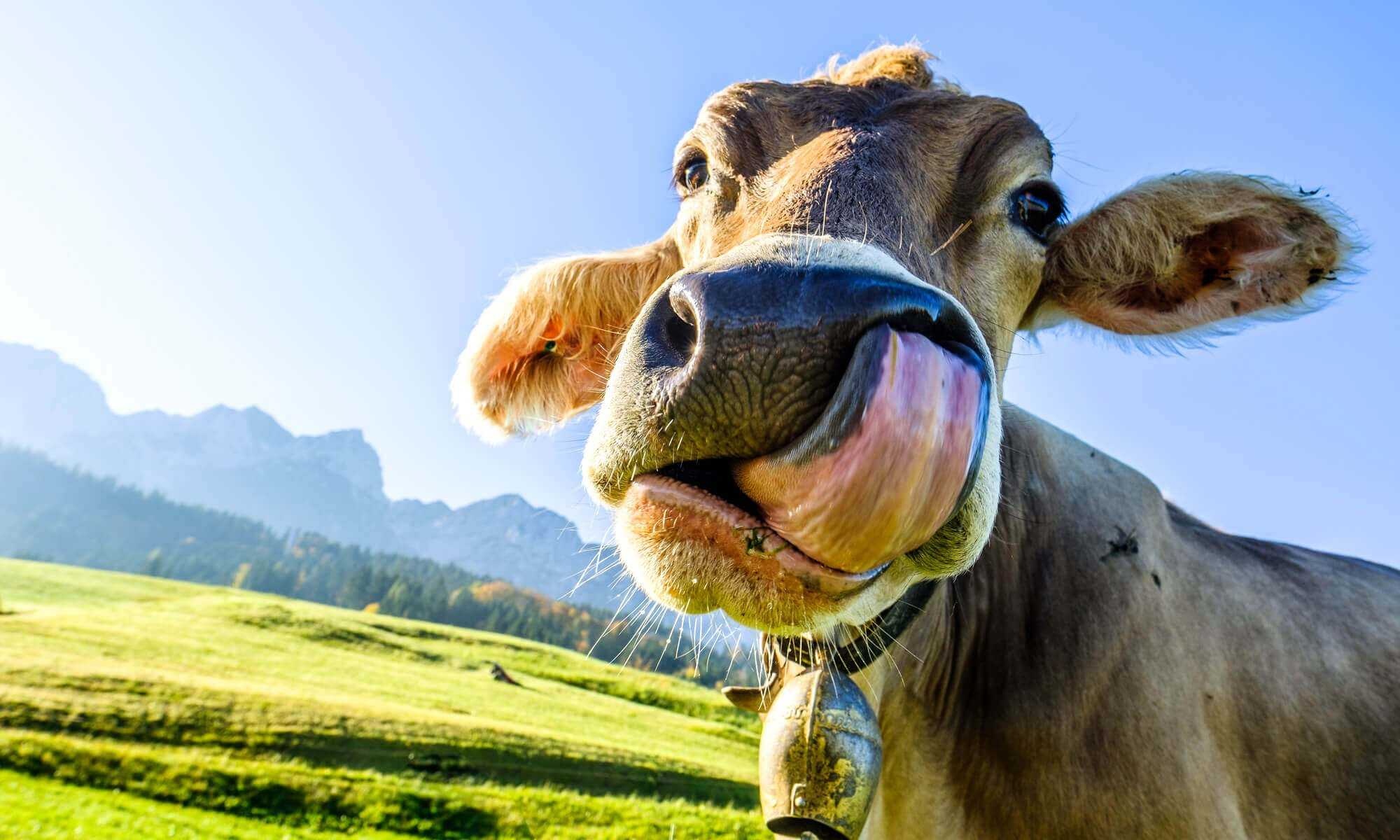 Awesome cow wallpaper, Stunning design, Impressive visuals, High-quality background, 2000x1200 HD Desktop