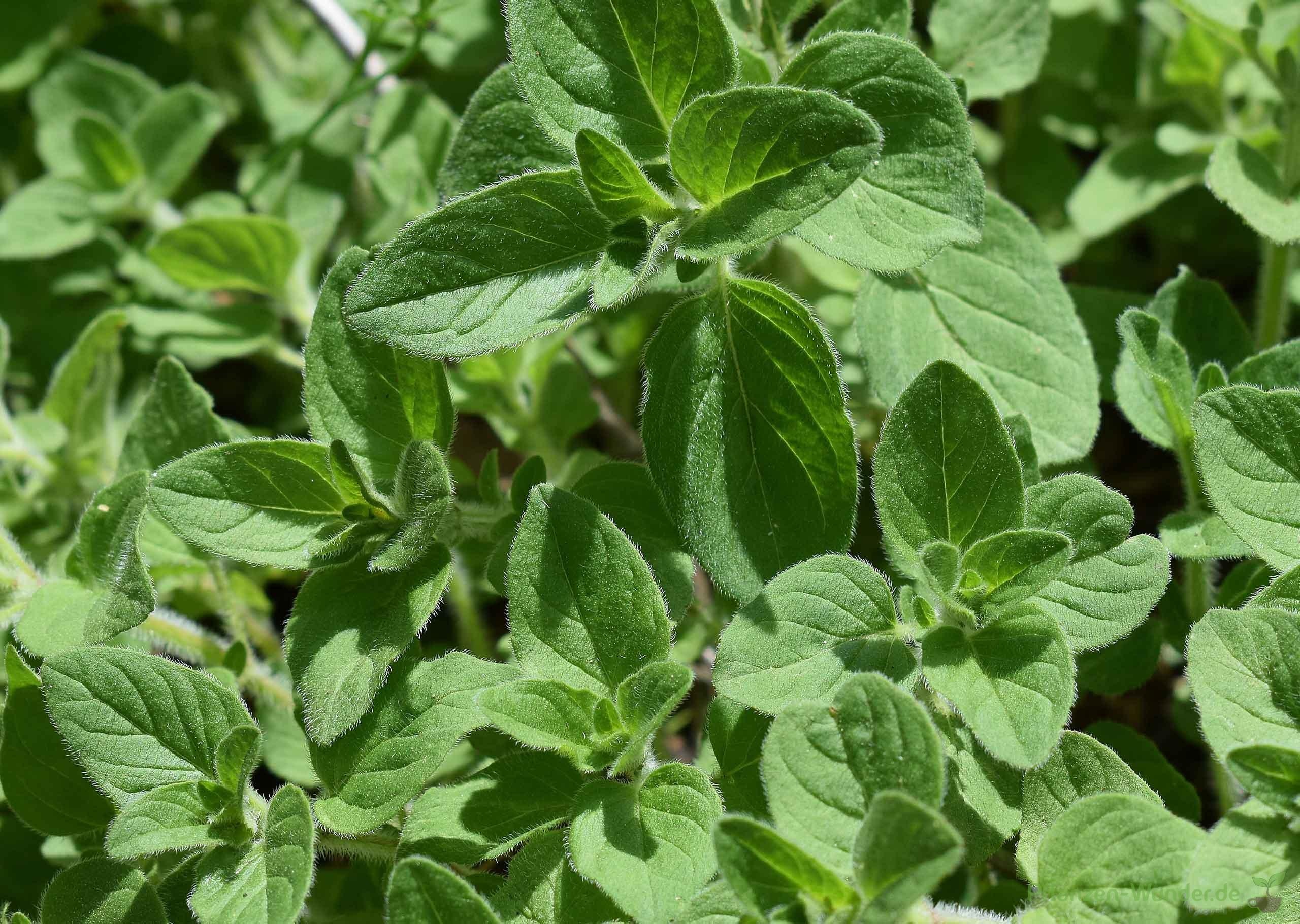 Planting oregano, Health benefits, Culinary herb, Wonders of nature, 2560x1830 HD Desktop