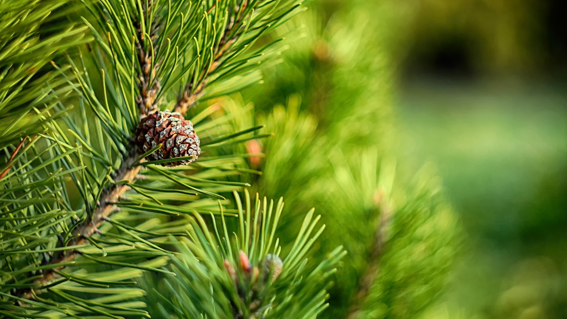 Macro nature, Green pine cones, Pine trees closeup, Detailed photography, 1920x1080 Full HD Desktop