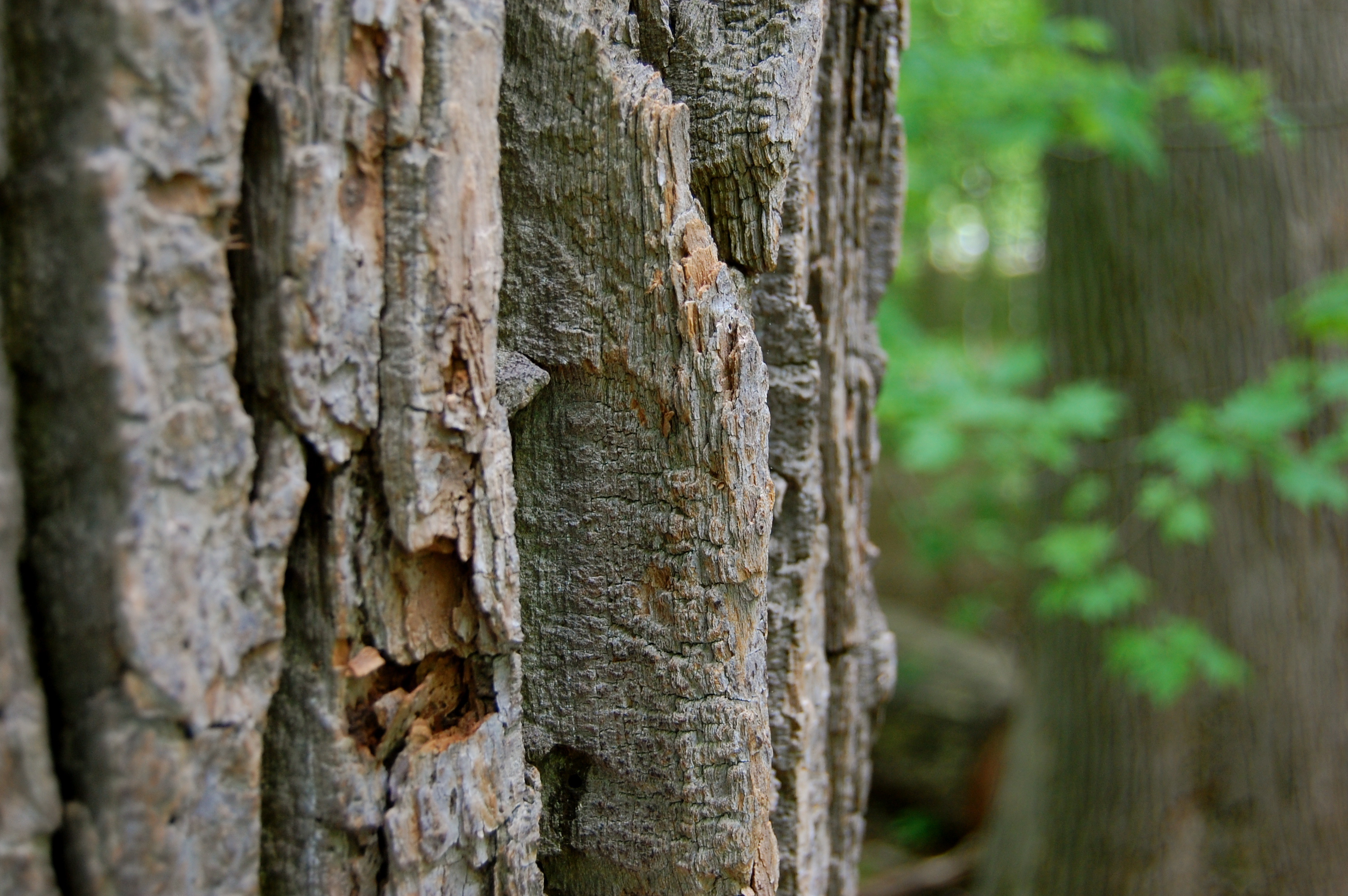 Birch bark wallpaper, Canadian beauty, Stunning patterns, Nature's artistry, 3010x2000 HD Desktop