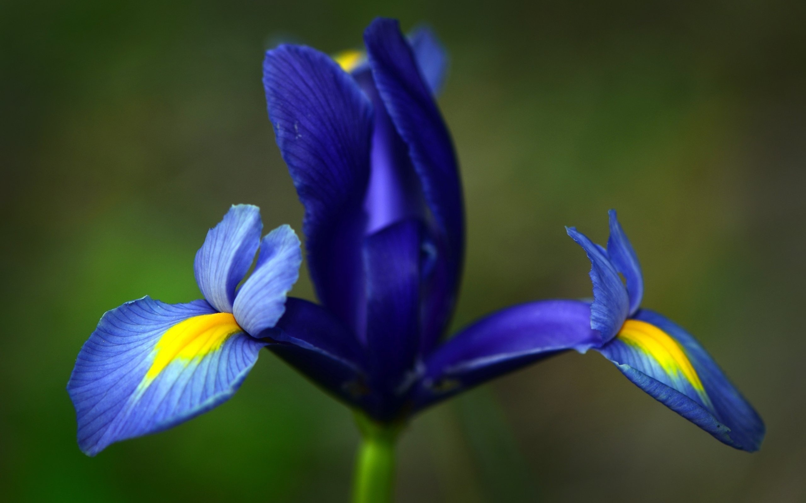 Iris, Blue beauty, Nature's wonder, Artwork of petals, 2560x1600 HD Desktop