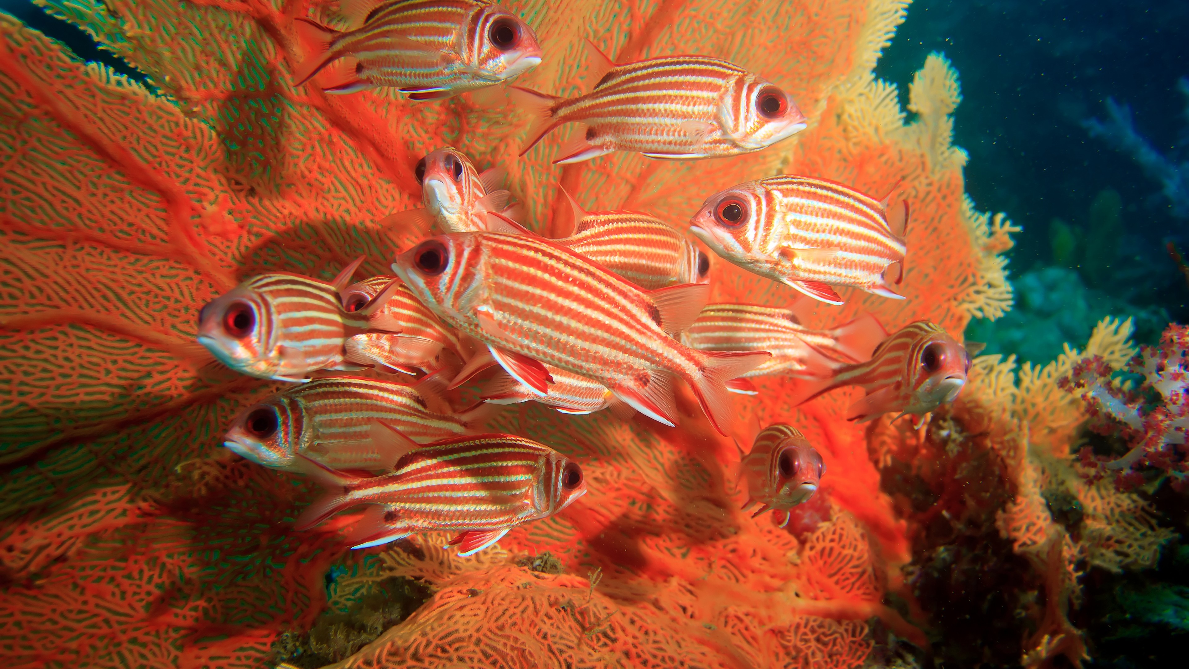 Coral reef wallpaper, Vertical orientation, Widescreen PC, Underwater beauty, 3840x2160 4K Desktop