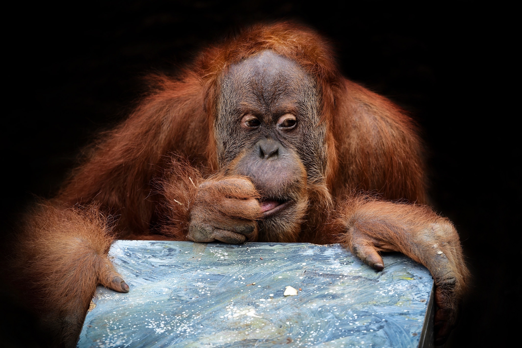 Orangutan wallpapers, Wide range, Natural beauty, Wildlife sanctuary, 2050x1370 HD Desktop