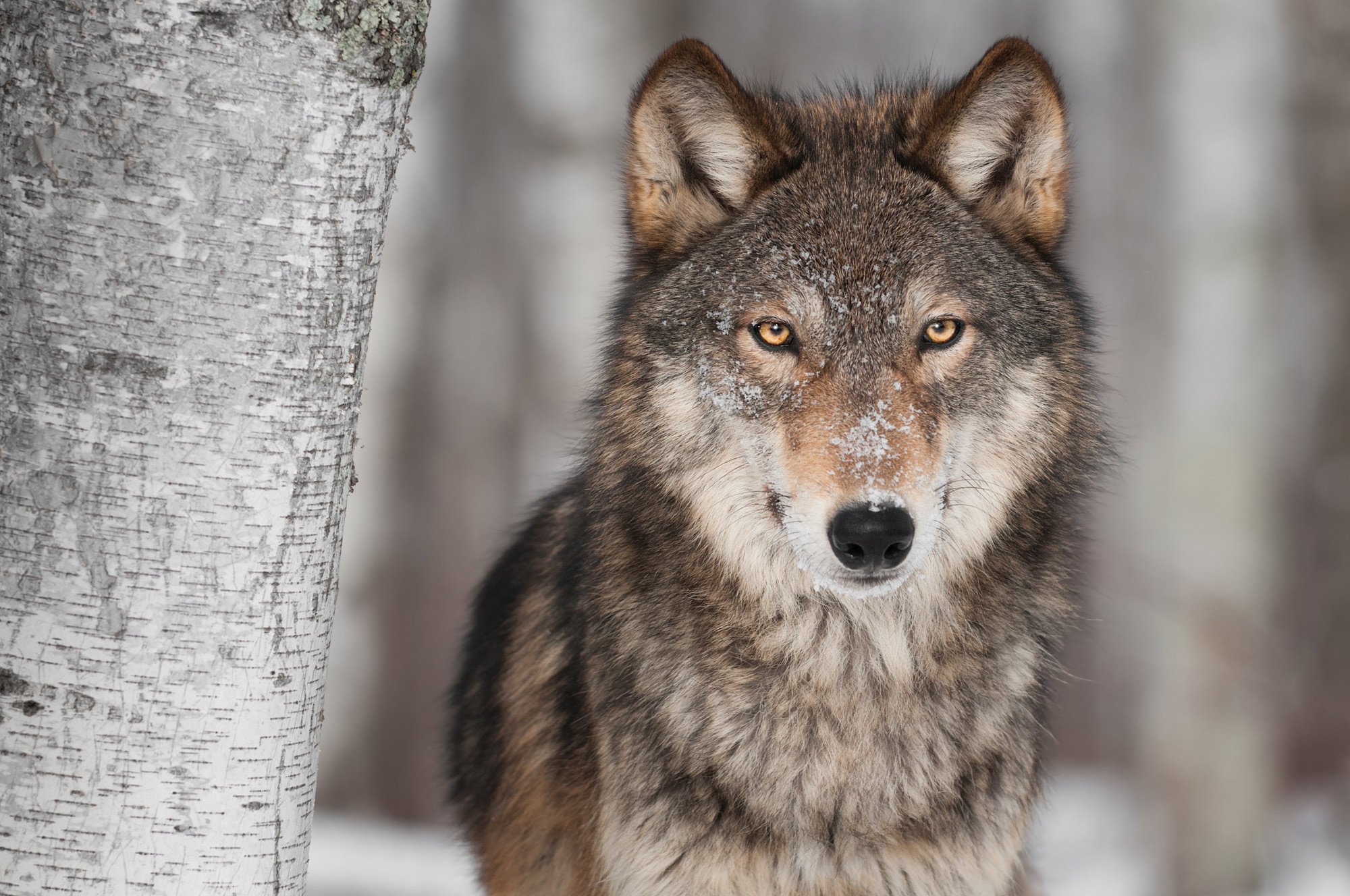 Gray Wolf: Timber wolves, Packs of up to two dozen individuals, A threat to livestock. 2000x1330 HD Background.