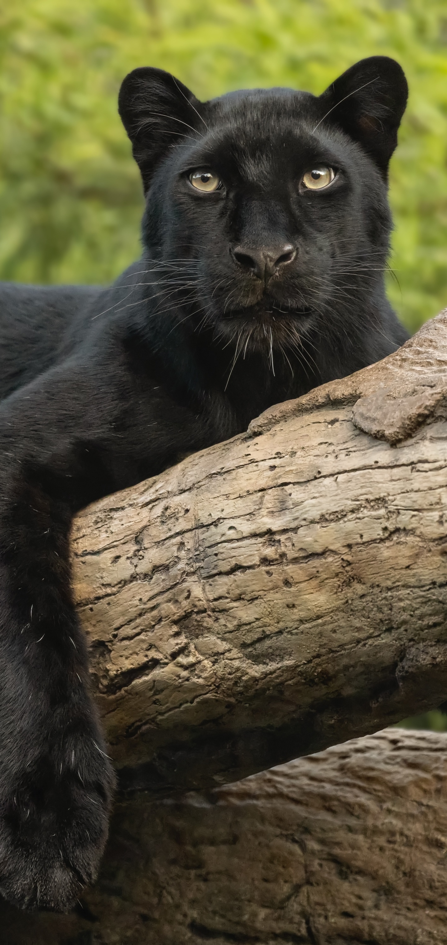 Black Panther (Animal): One of the strongest tree climbing big cats, Felidae. 1440x3040 HD Background.