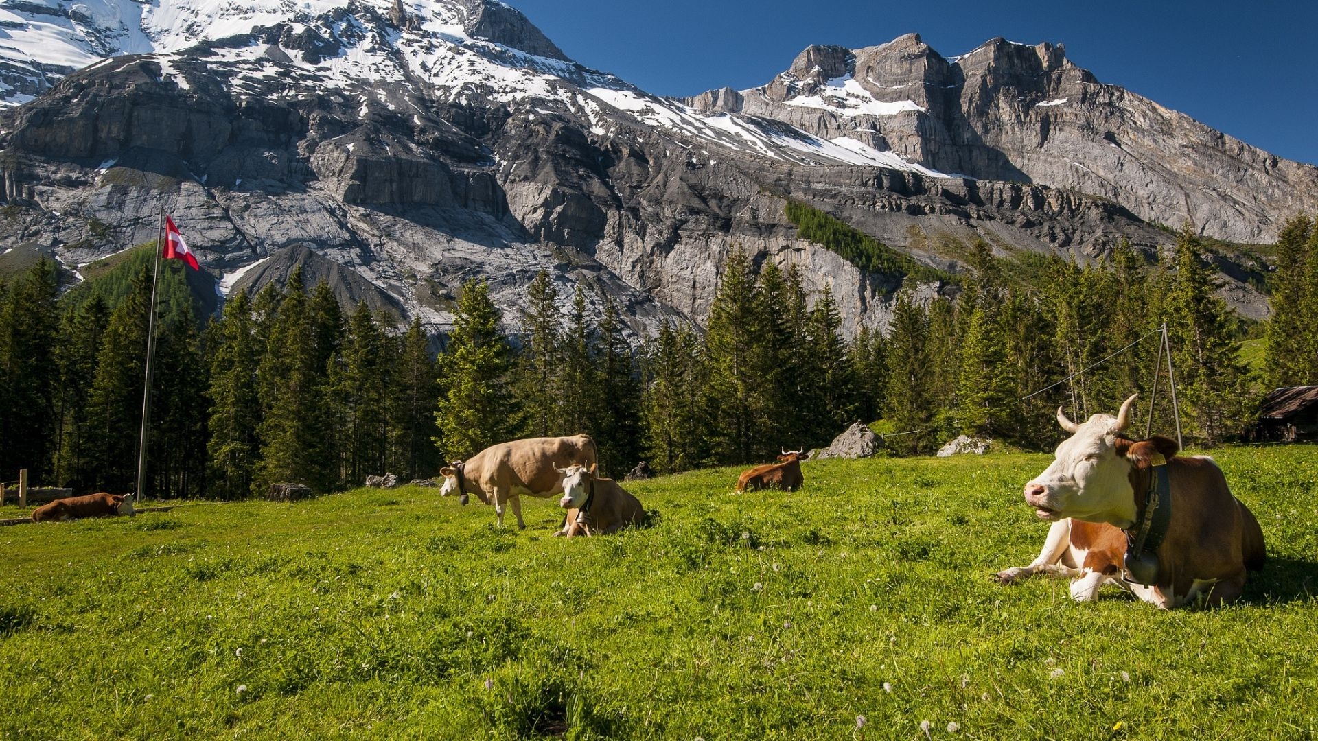 Switzerland mountains cows, Meadow grass tops, Full hd 1080p, Hd switzerland mountains, 1920x1080 Full HD Desktop