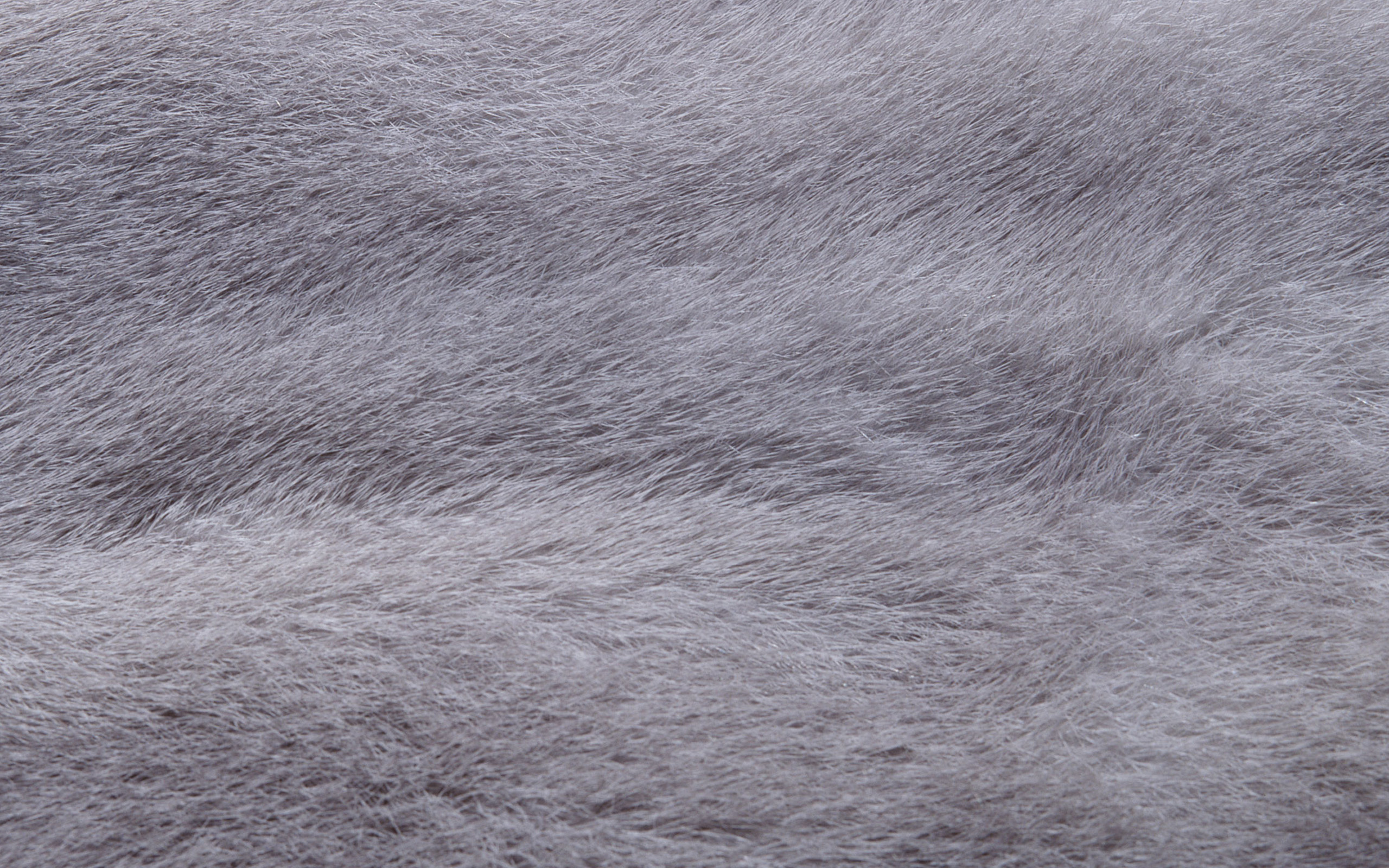 Gray wool texture, Wolf fur, Detailed patterns, Natural colors, 2560x1600 HD Desktop