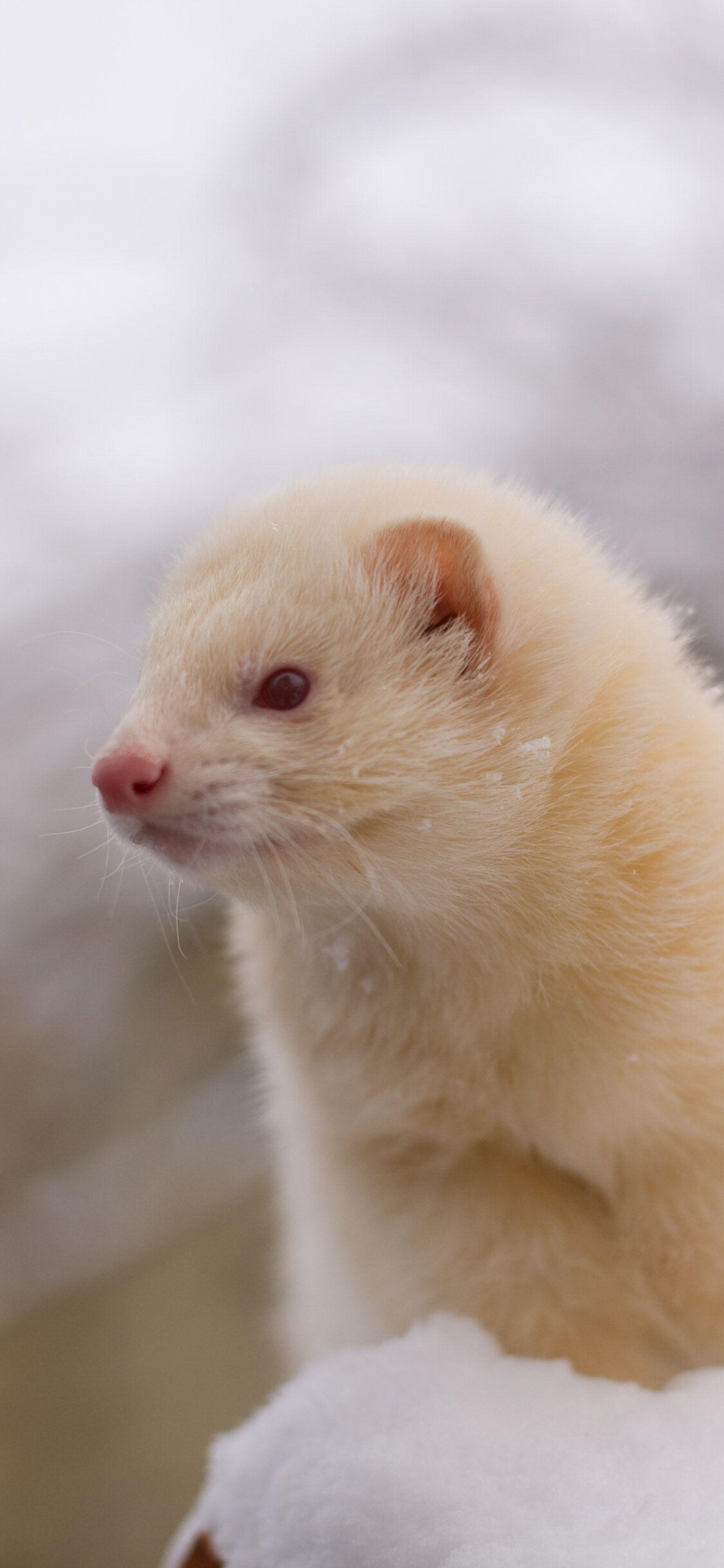 Ferret: Domesticated from the European polecat. 1130x2440 HD Background.