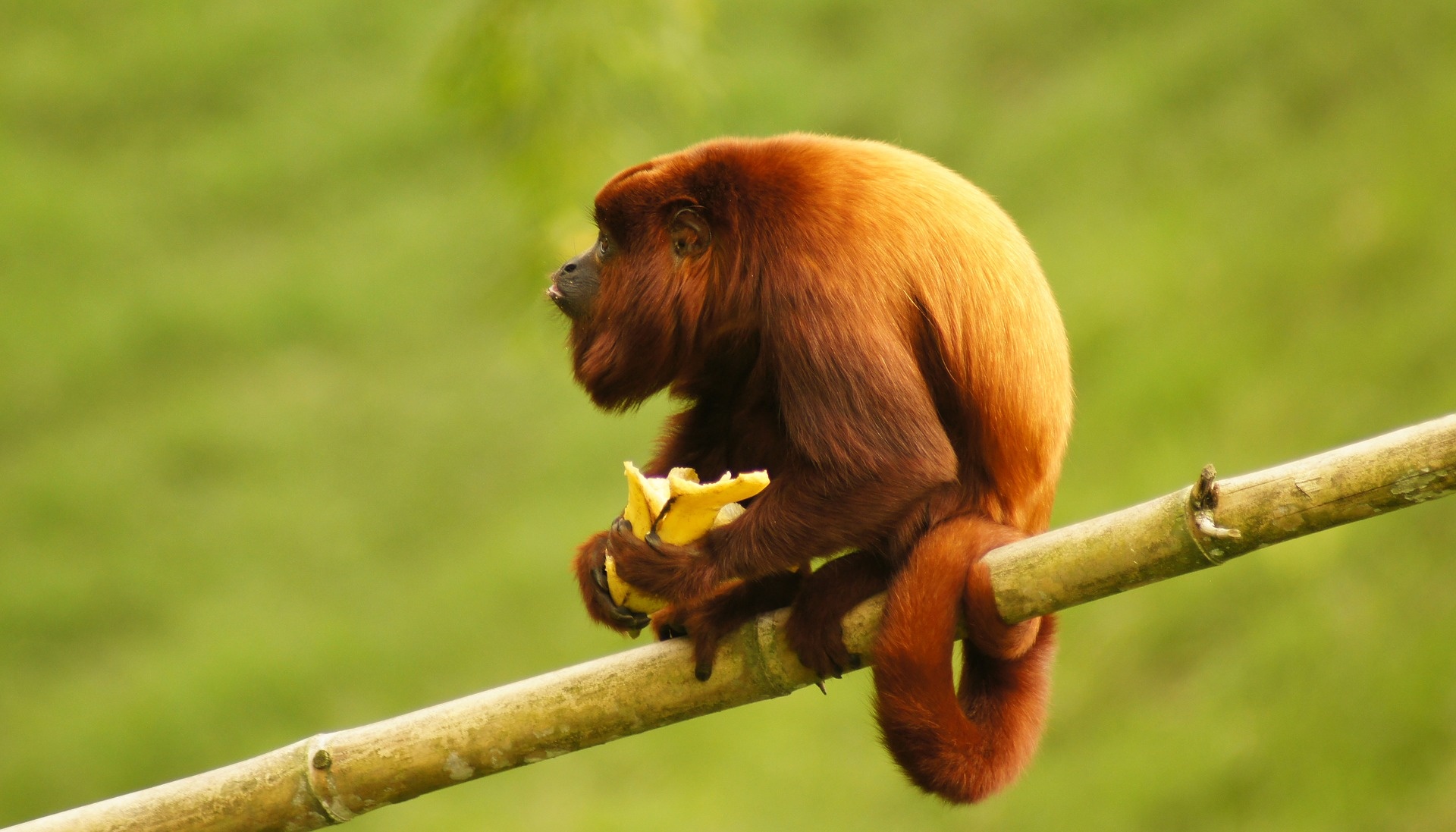 Howler Monkey, Galapagos Islands inhabitant, Primate photography, Amazonian beauty, 1920x1100 HD Desktop