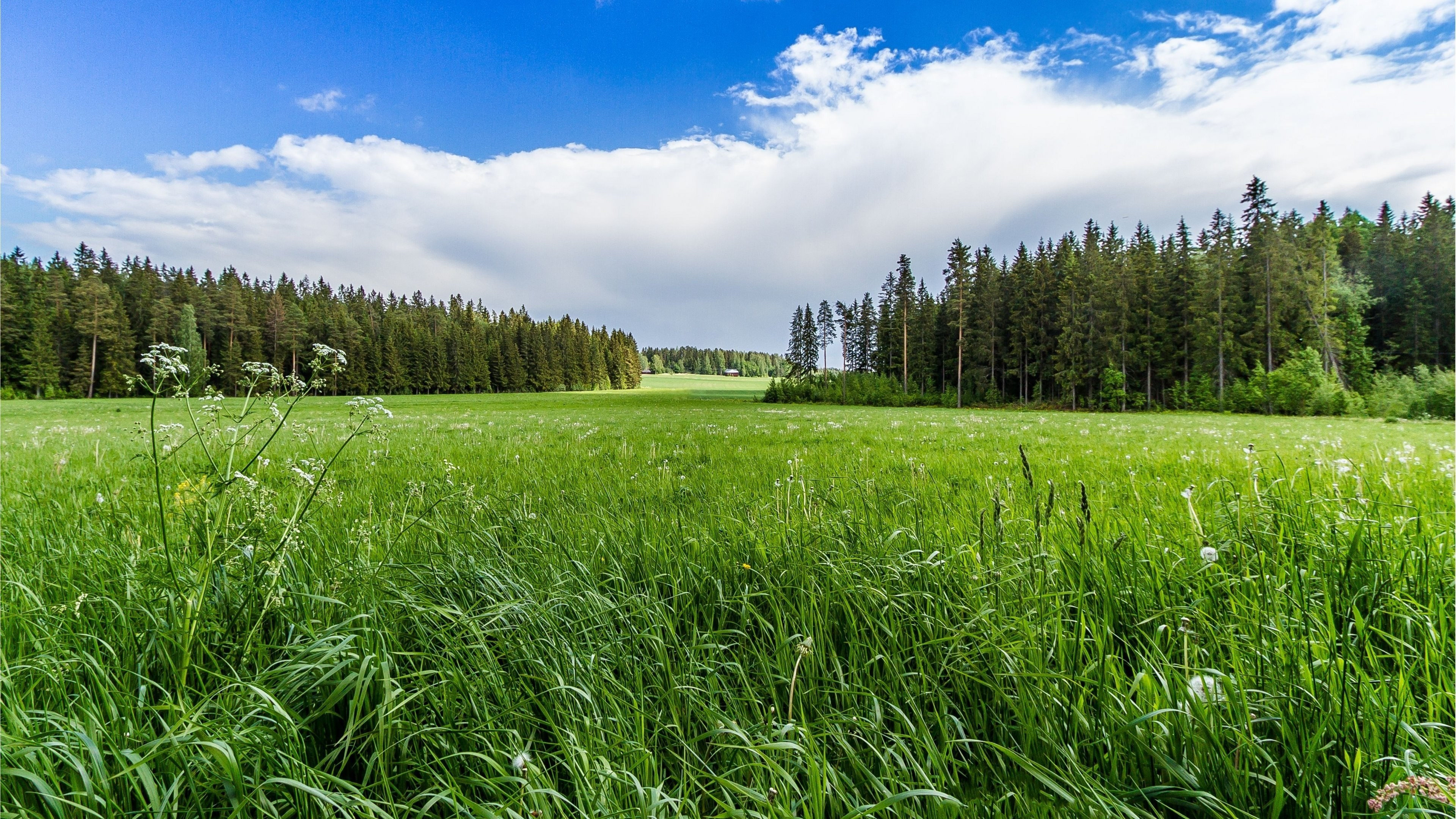 Meadow forest sunny grass, 4K Ultra HD wallpaper, Sunlit meadows, Tranquil foliage, 3840x2160 4K Desktop