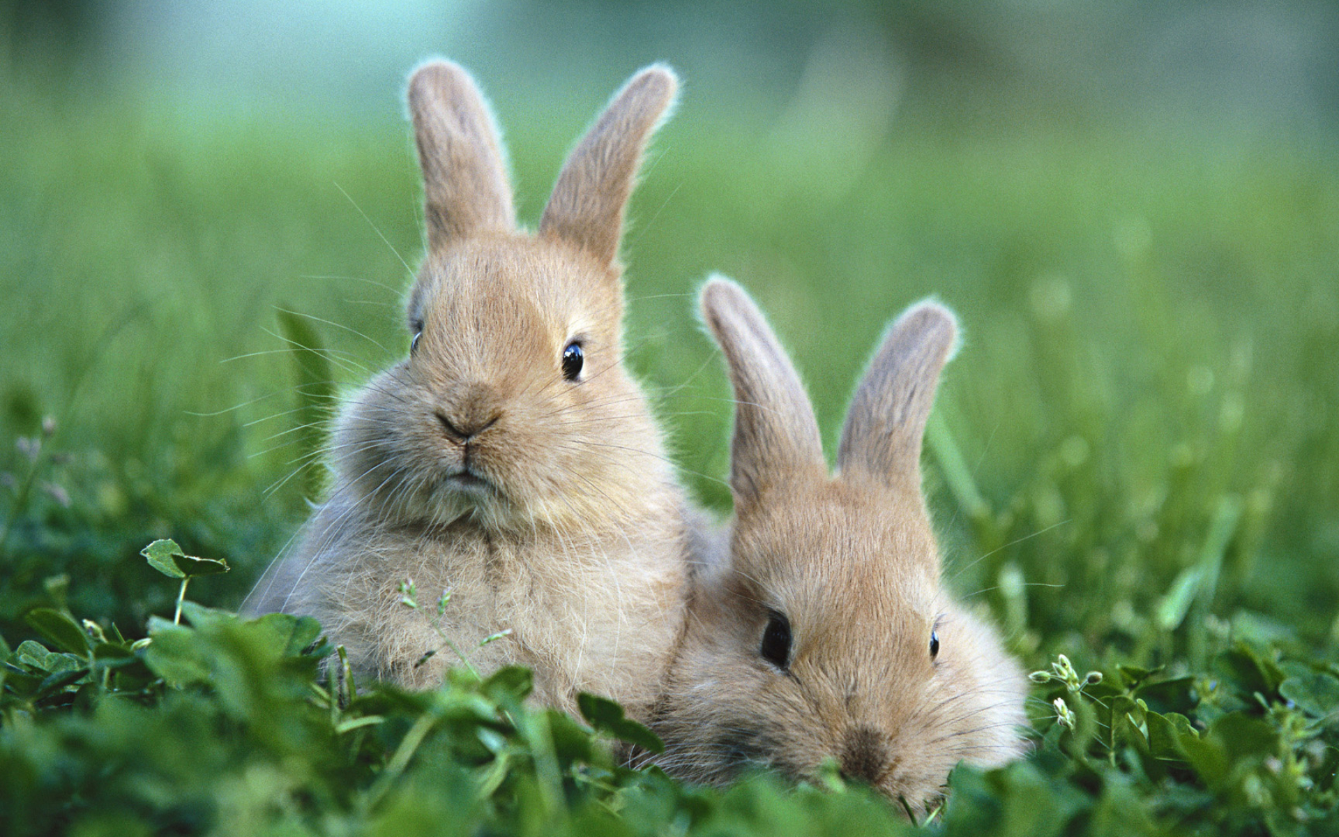 Bunny: Small mammals with fluffy, short tails, whiskers and distinctive long ears. 1920x1200 HD Background.