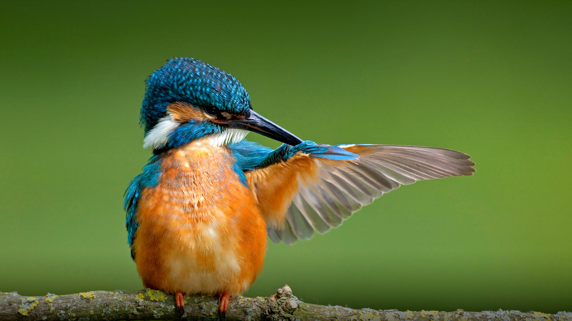 Kingfisher, San Diego Zoo resident, Colorful feathered friend, Conservation efforts, 1920x1080 Full HD Desktop