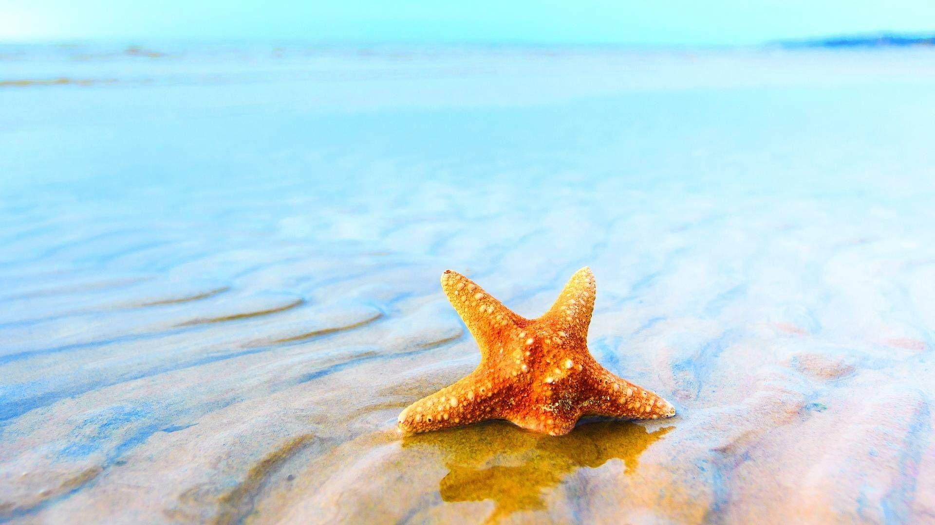 Sea Star: Use filtered water to pump nutrients through their nervous system. 1920x1080 Full HD Wallpaper.