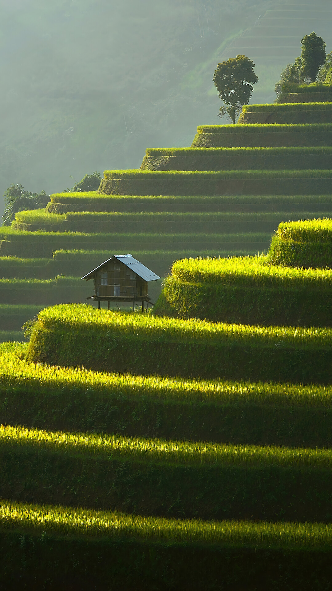 Rice terraces, Nature's masterpiece, Desktop wallpaper, Free download, 1080x1920 Full HD Phone