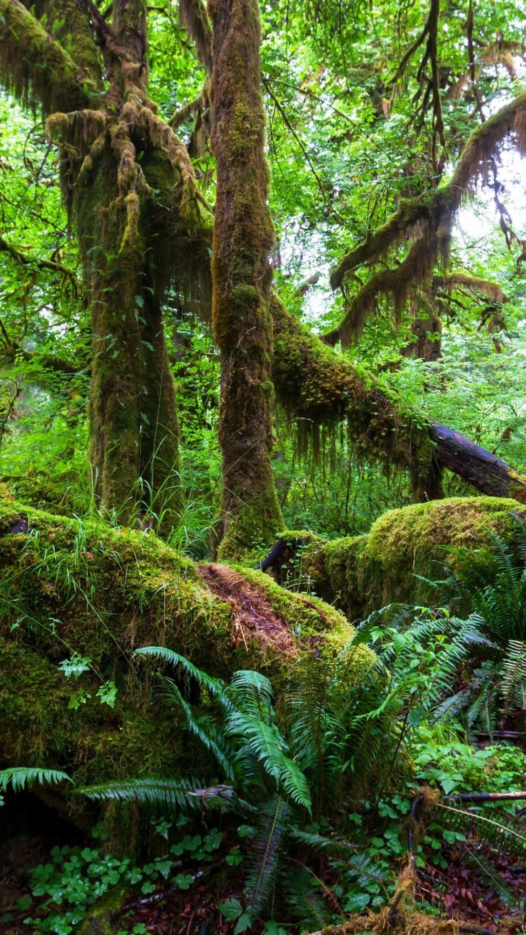 Tropische Regenwald-Wallpaper für Ihre Geräte, 1080x1920 Full HD Handy