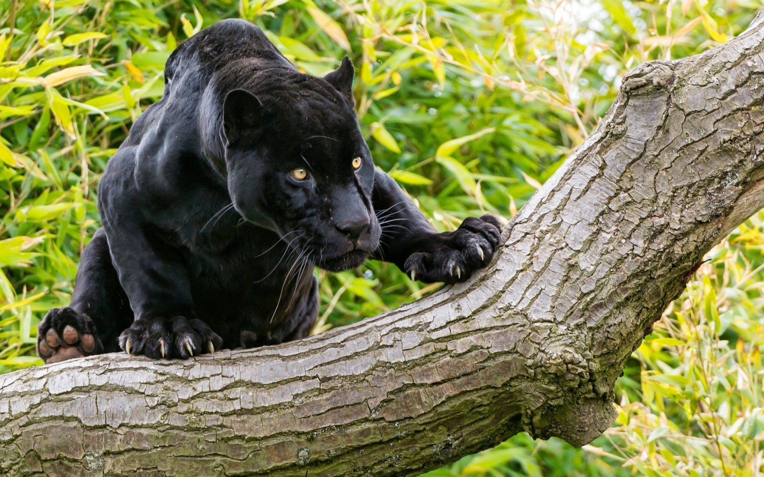 Black Panther (Animal): Cat, Darkly colored leopard or jaguar. 2560x1600 HD Background.