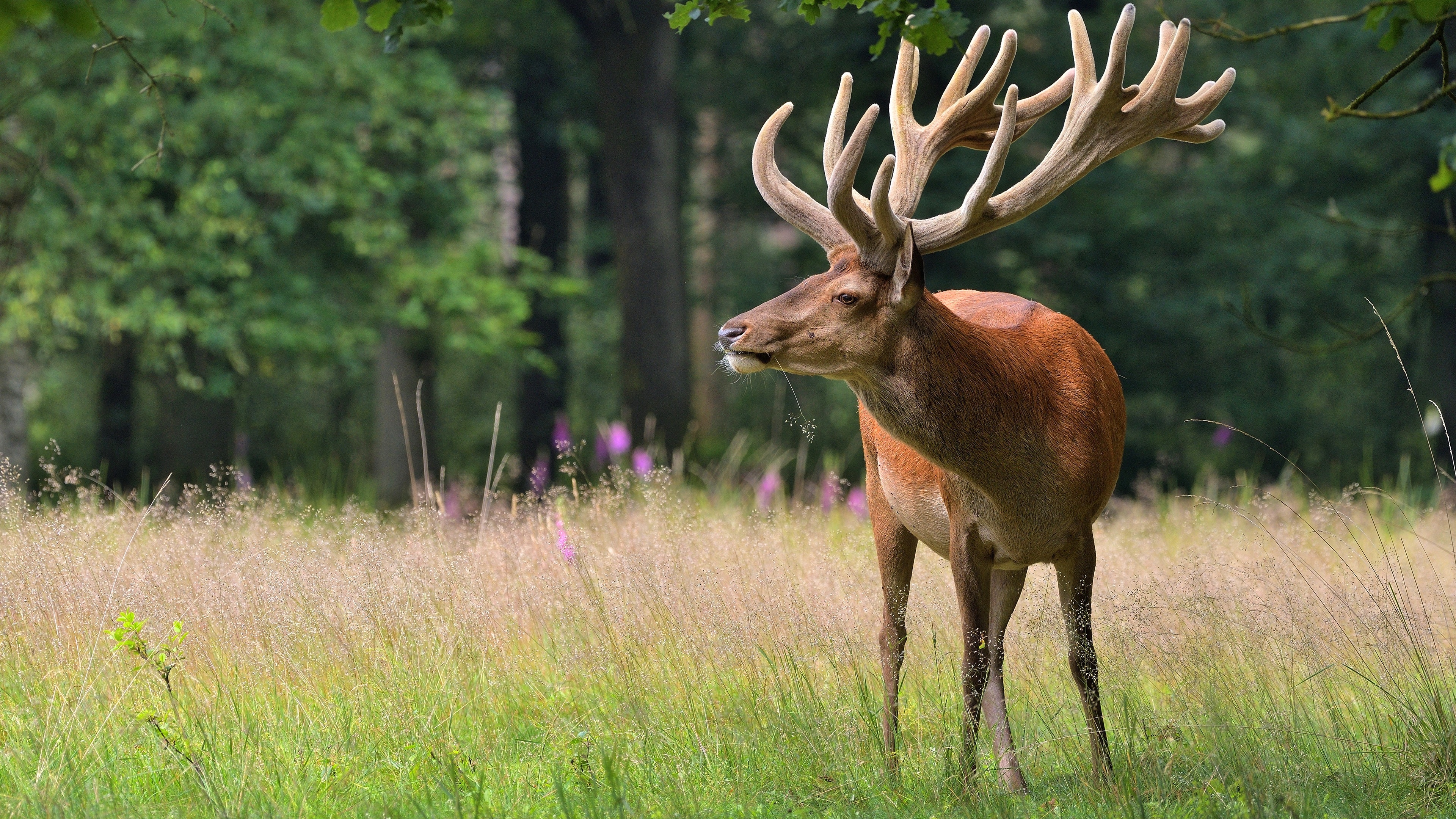 Antlers of deer, Majestic wildlife, Nature's beauty, Artistic background, 3840x2160 4K Desktop