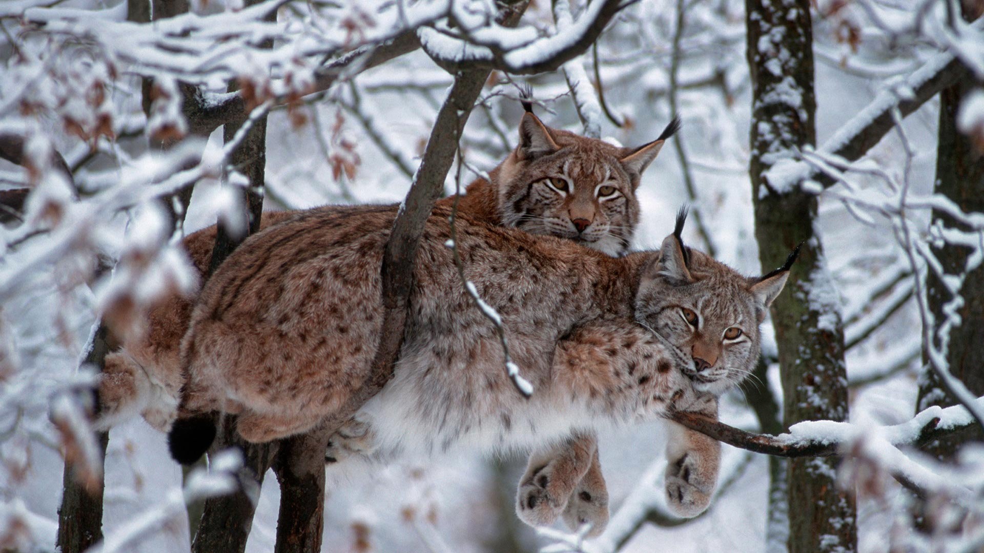 Bobcat beauty, Snowy landscape, Majestic trees, HD wildlife, 1920x1080 Full HD Desktop
