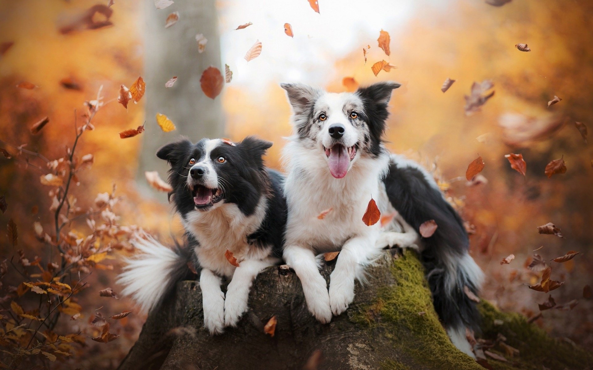 Border Collie wallpaper, Dog lover's delight, Cutest doge, HD Collie, 1920x1200 HD Desktop