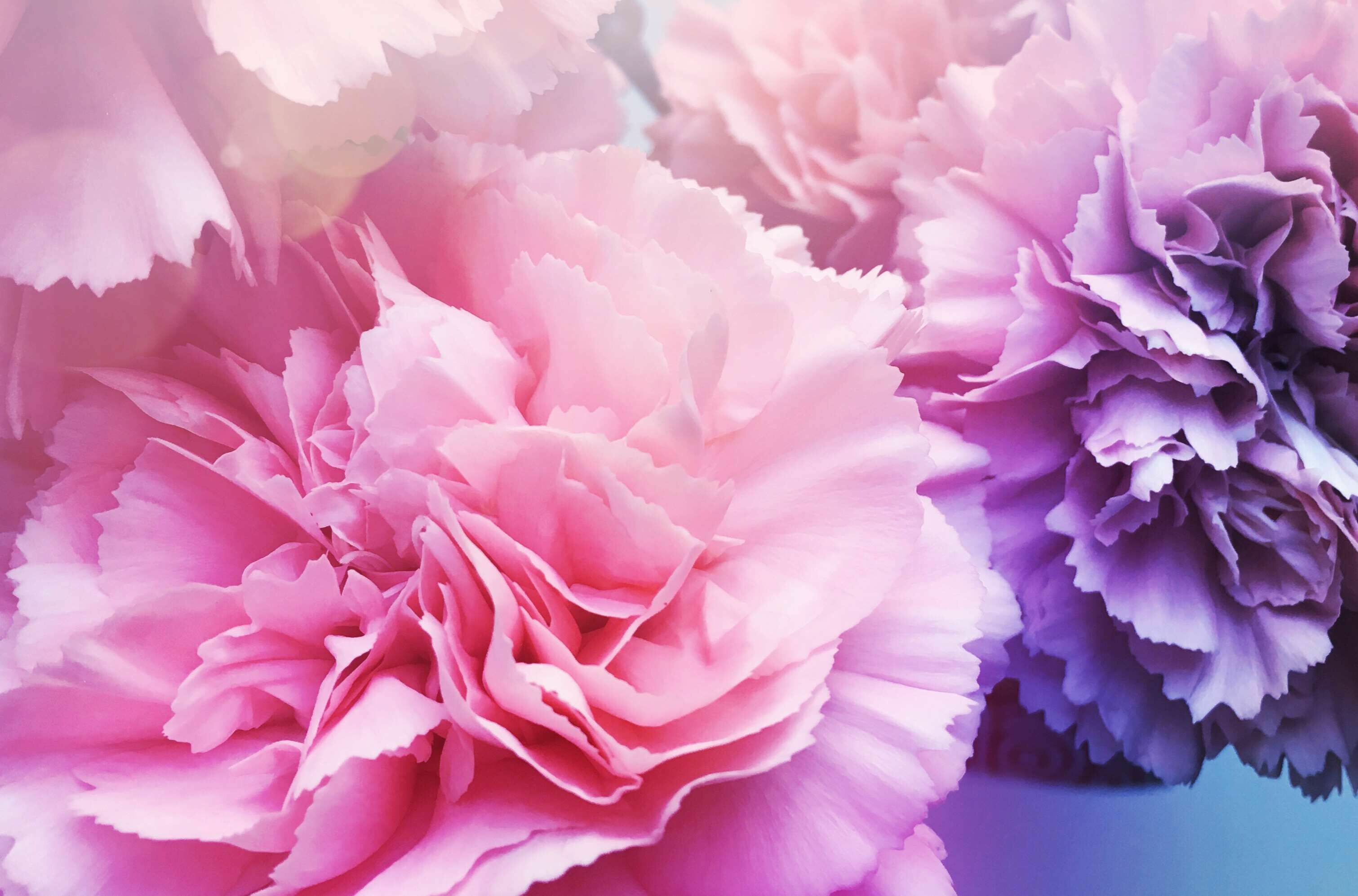 Carnation: The original natural flower color is bright pinkish-purple, but cultivars of other colors, including red, white, yellow, blue, and green, along with some white with colored striped variations have been developed, Flowering plant. 3030x2000 HD Wallpaper.