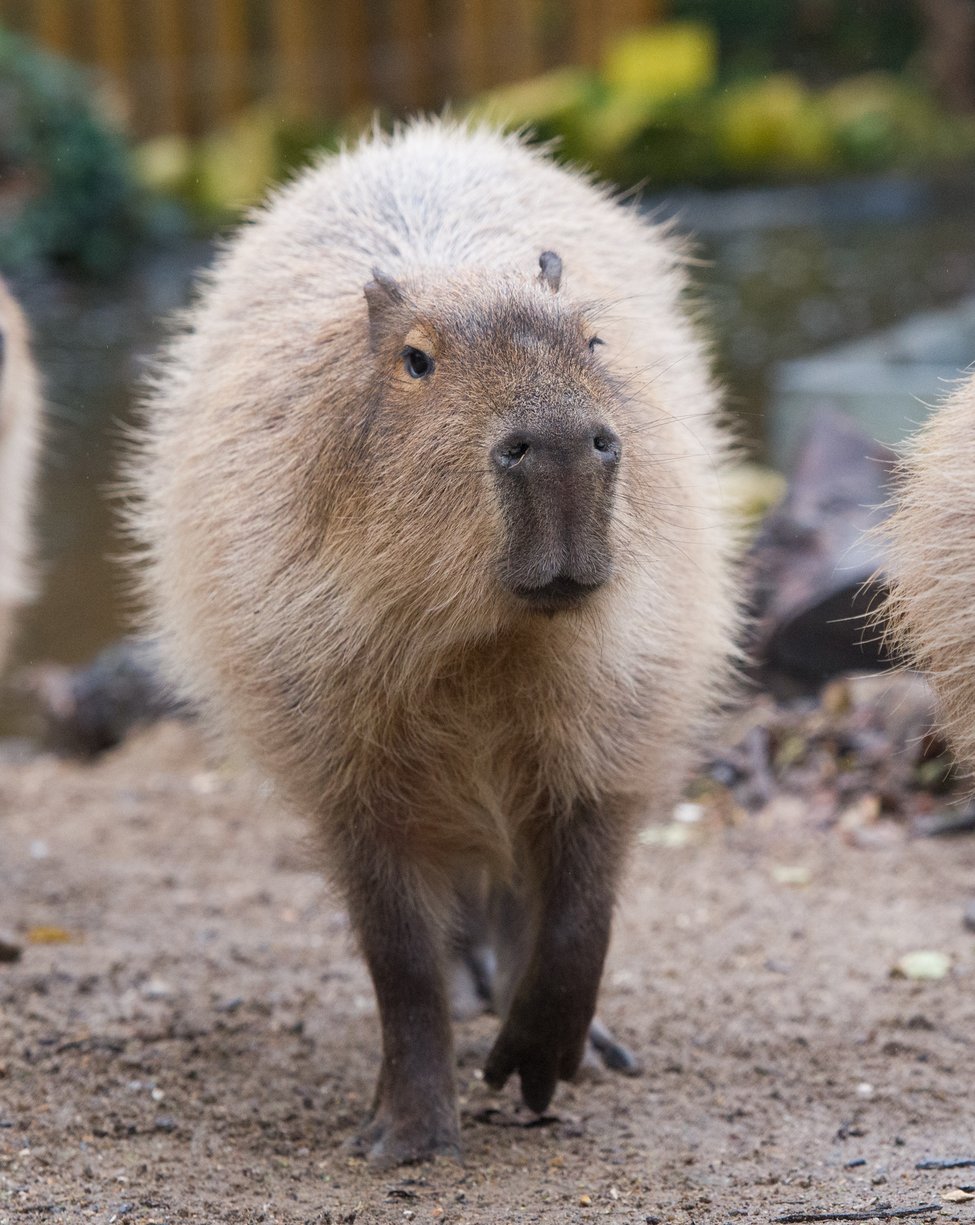 Capybara in Amazu, Chessington Zoo, Animal enclosure, Wildlife photography, 1910x2400 HD Phone